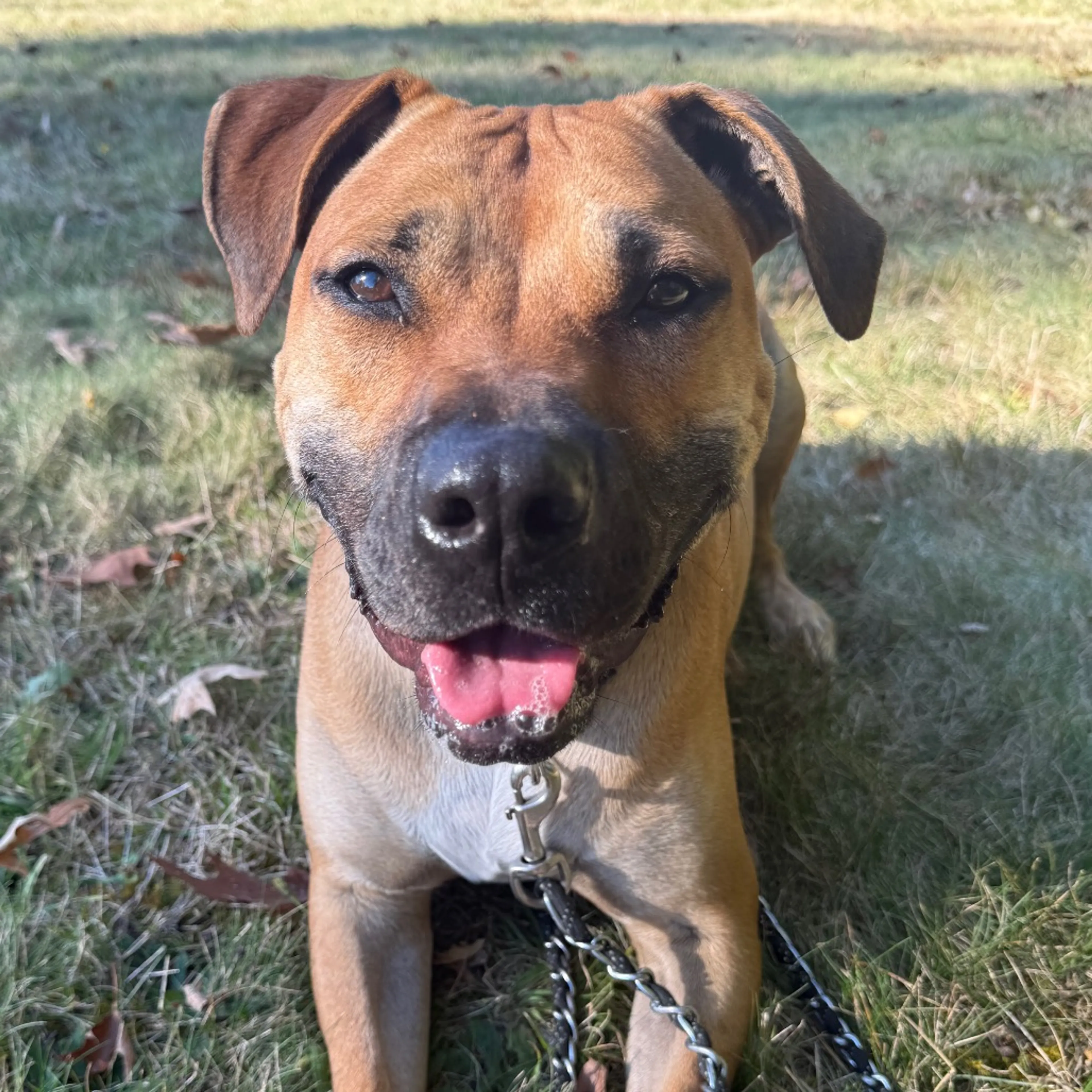 Found pet-30