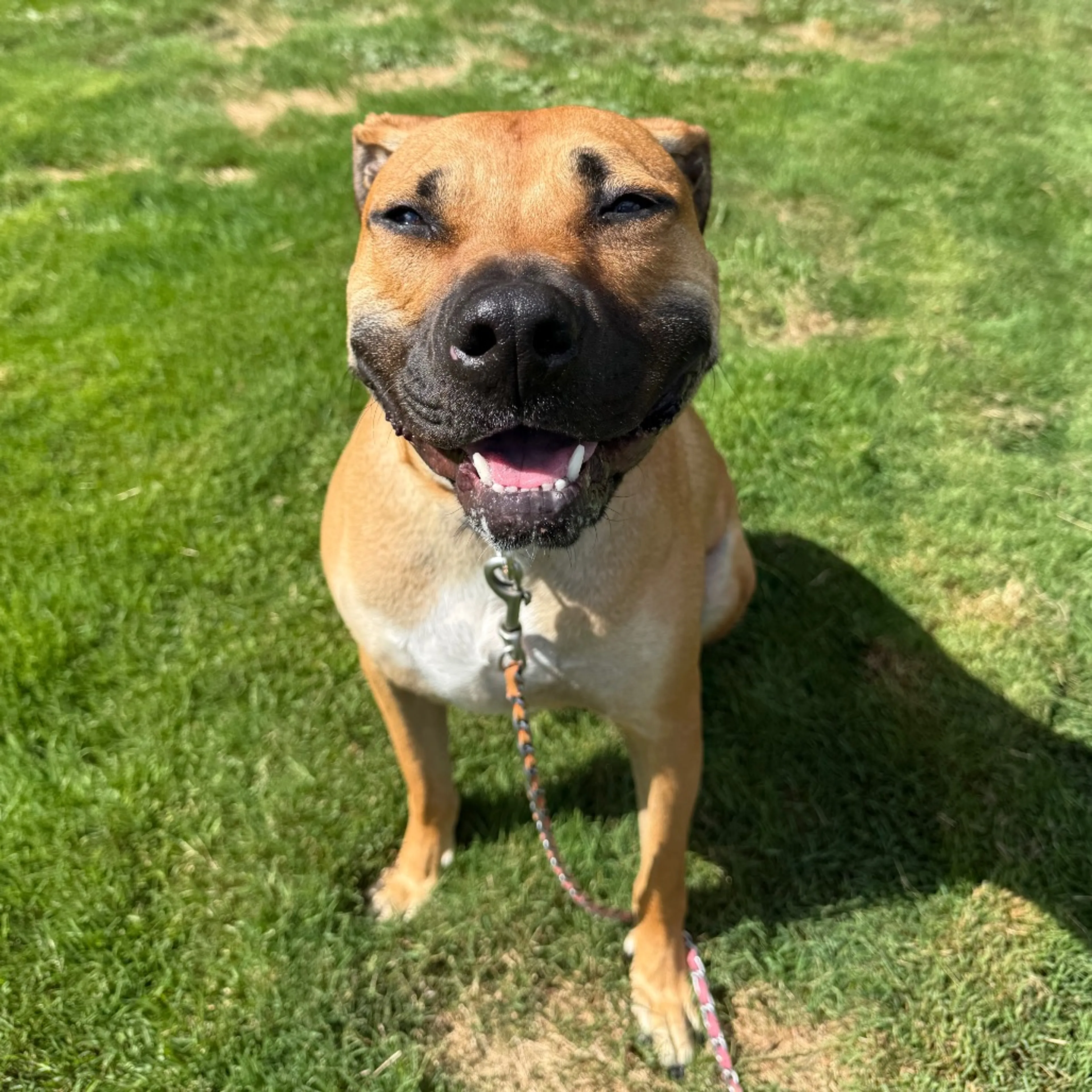 Found pet-26