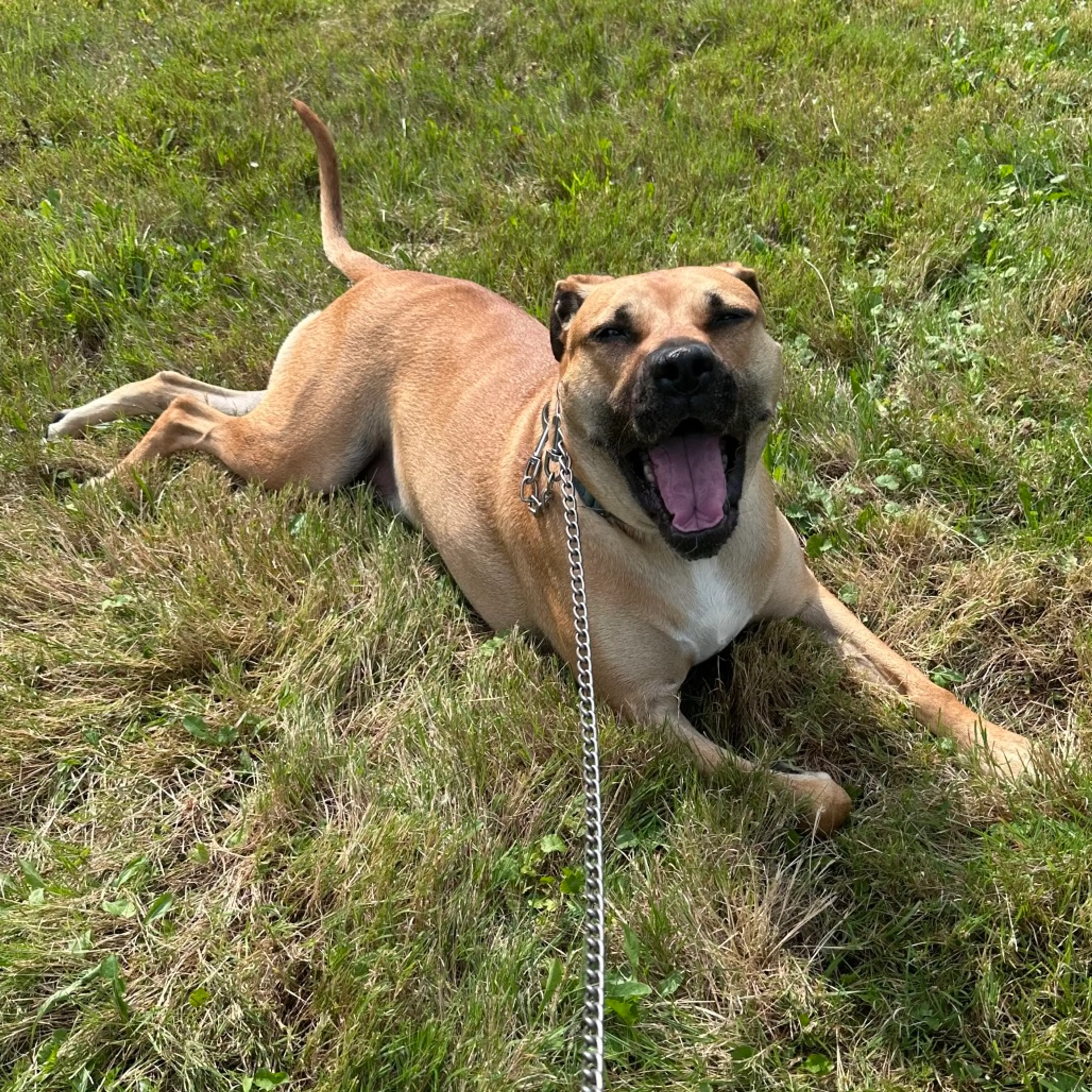 cdn image