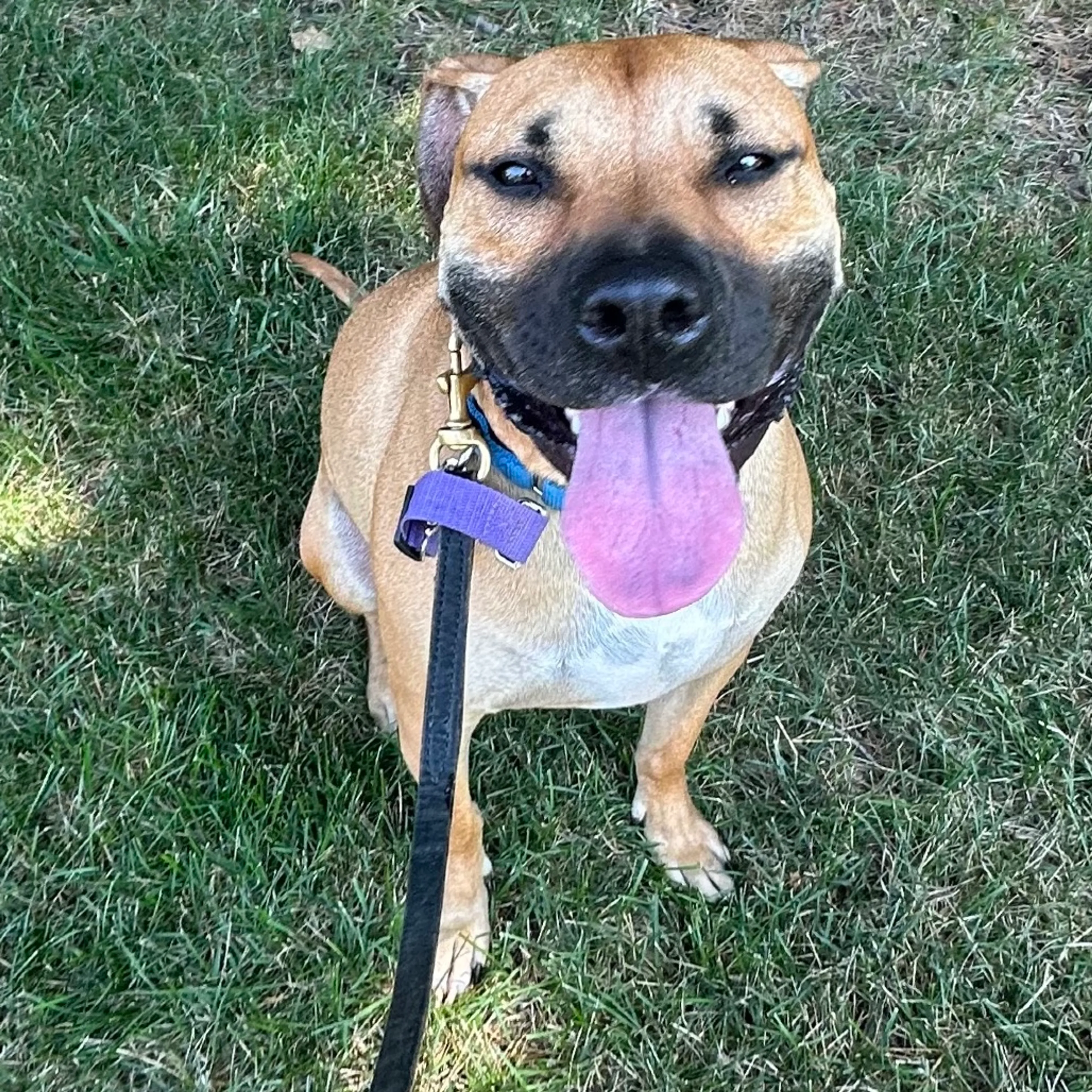 Found pet-22