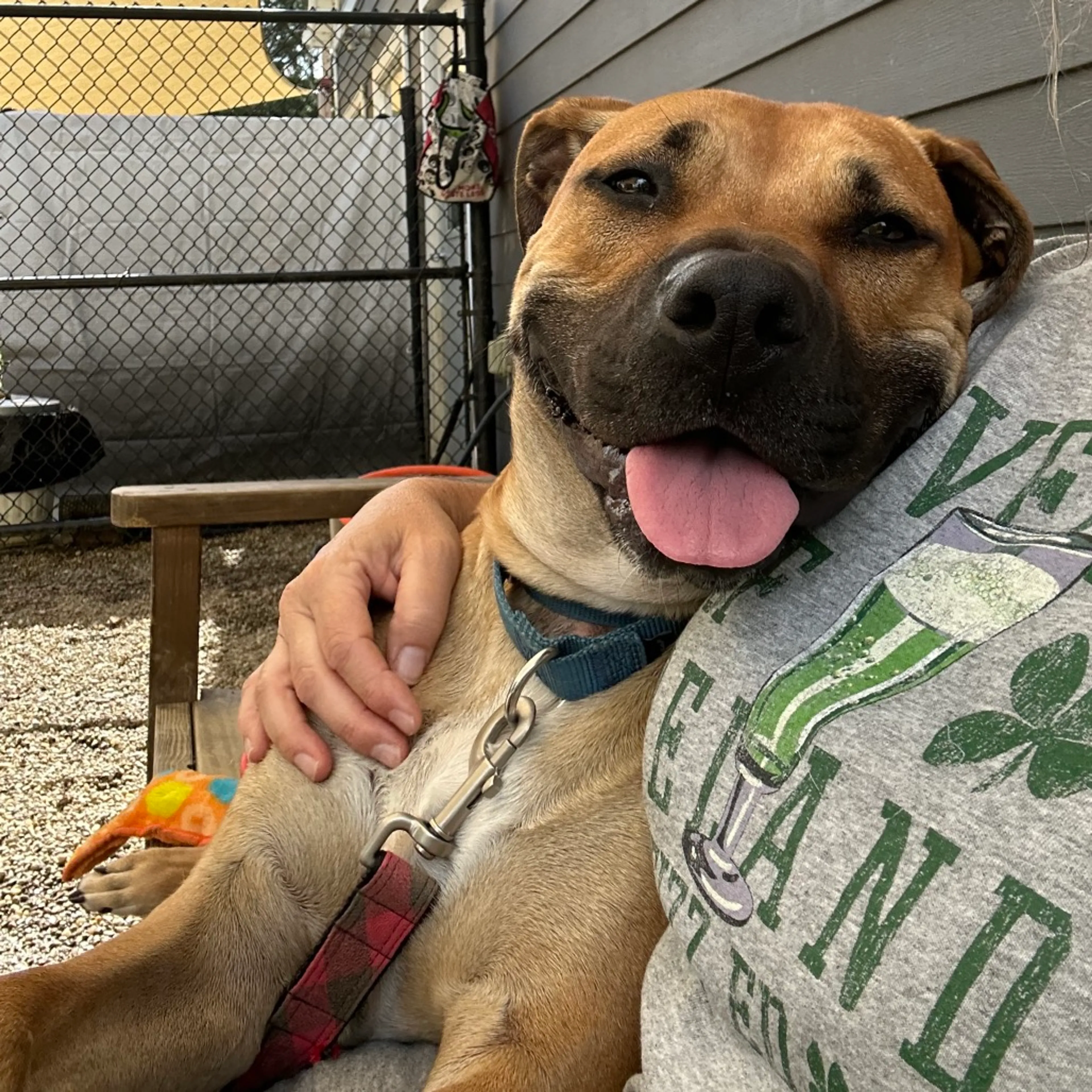 Found pet-28