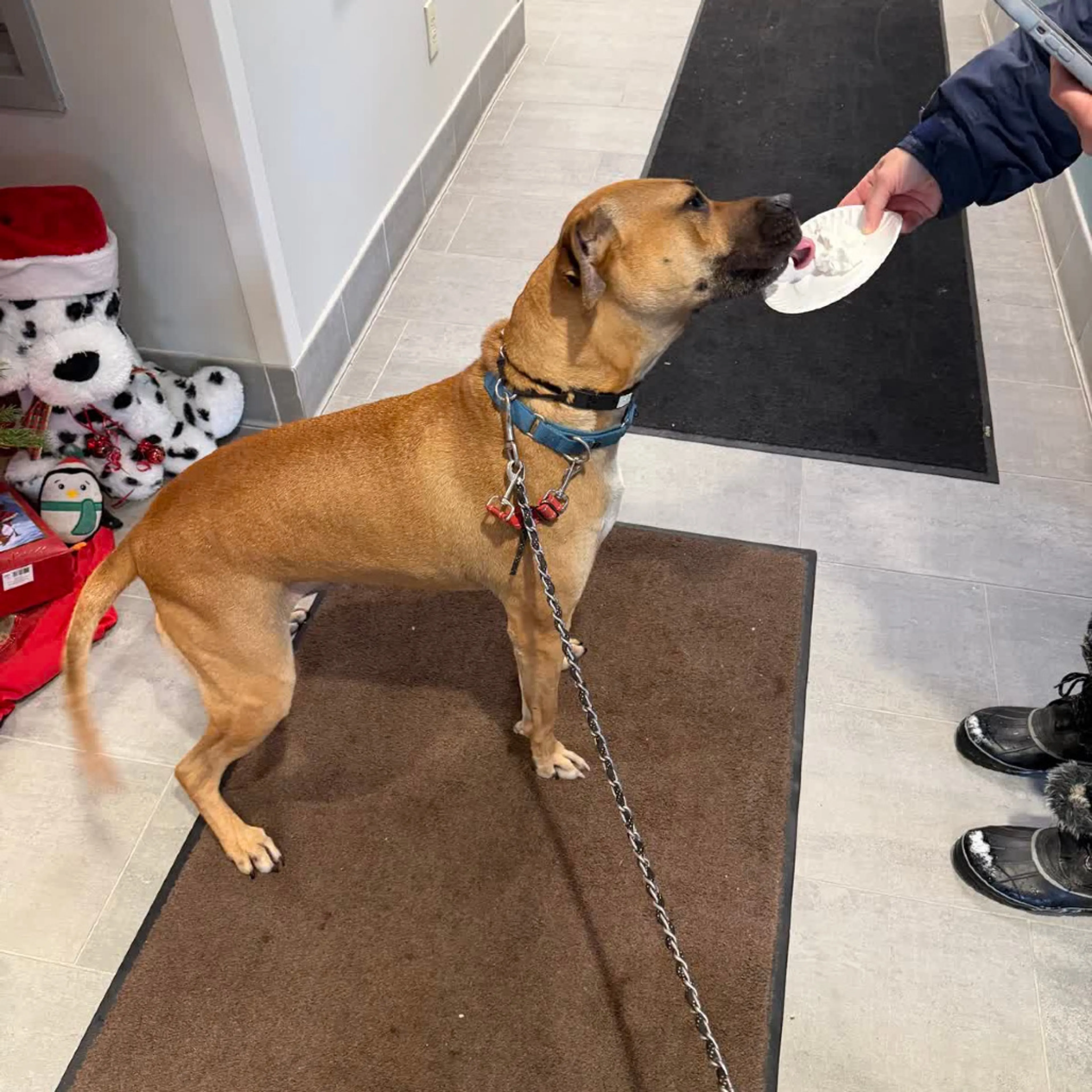 Found pet-49
