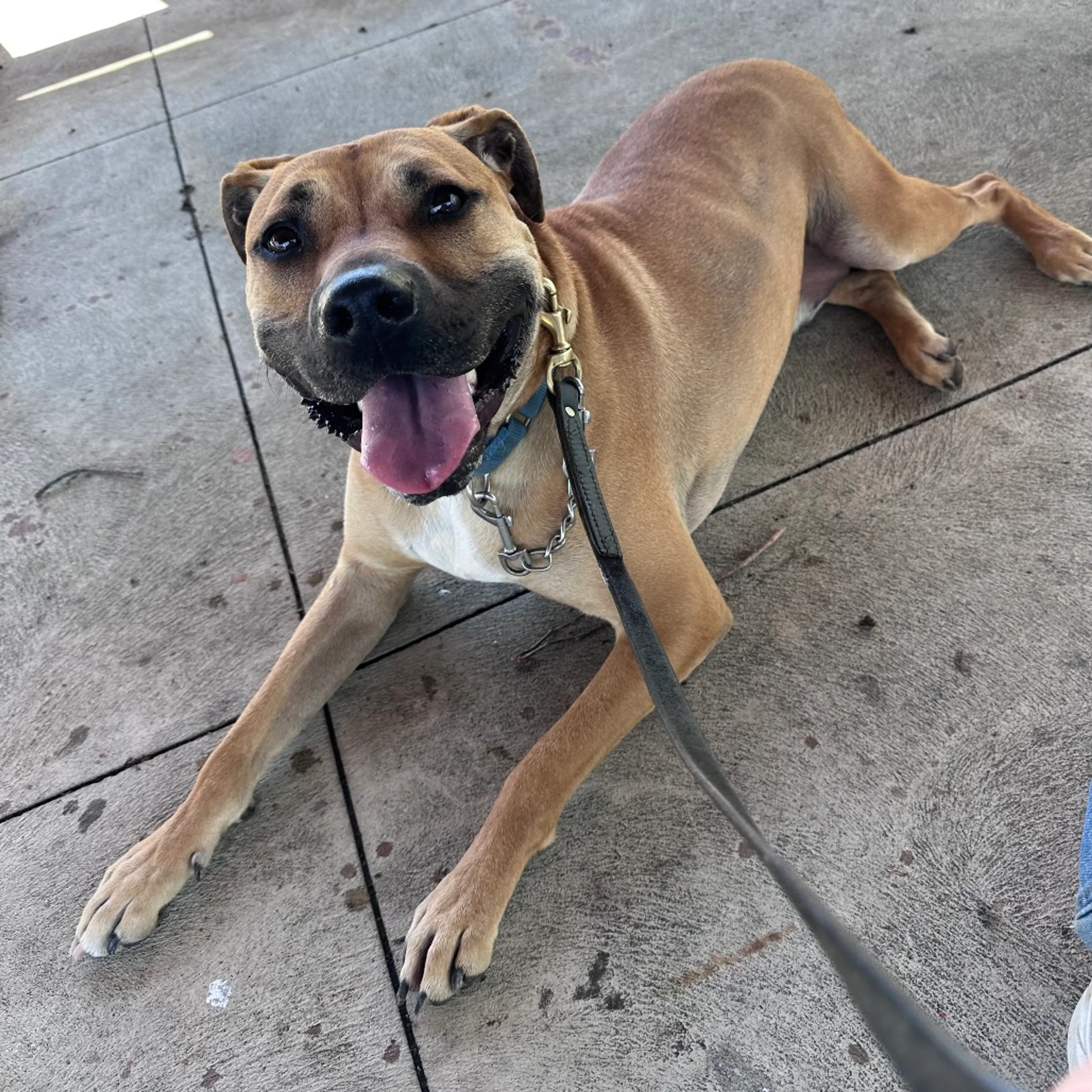 Found pet-83