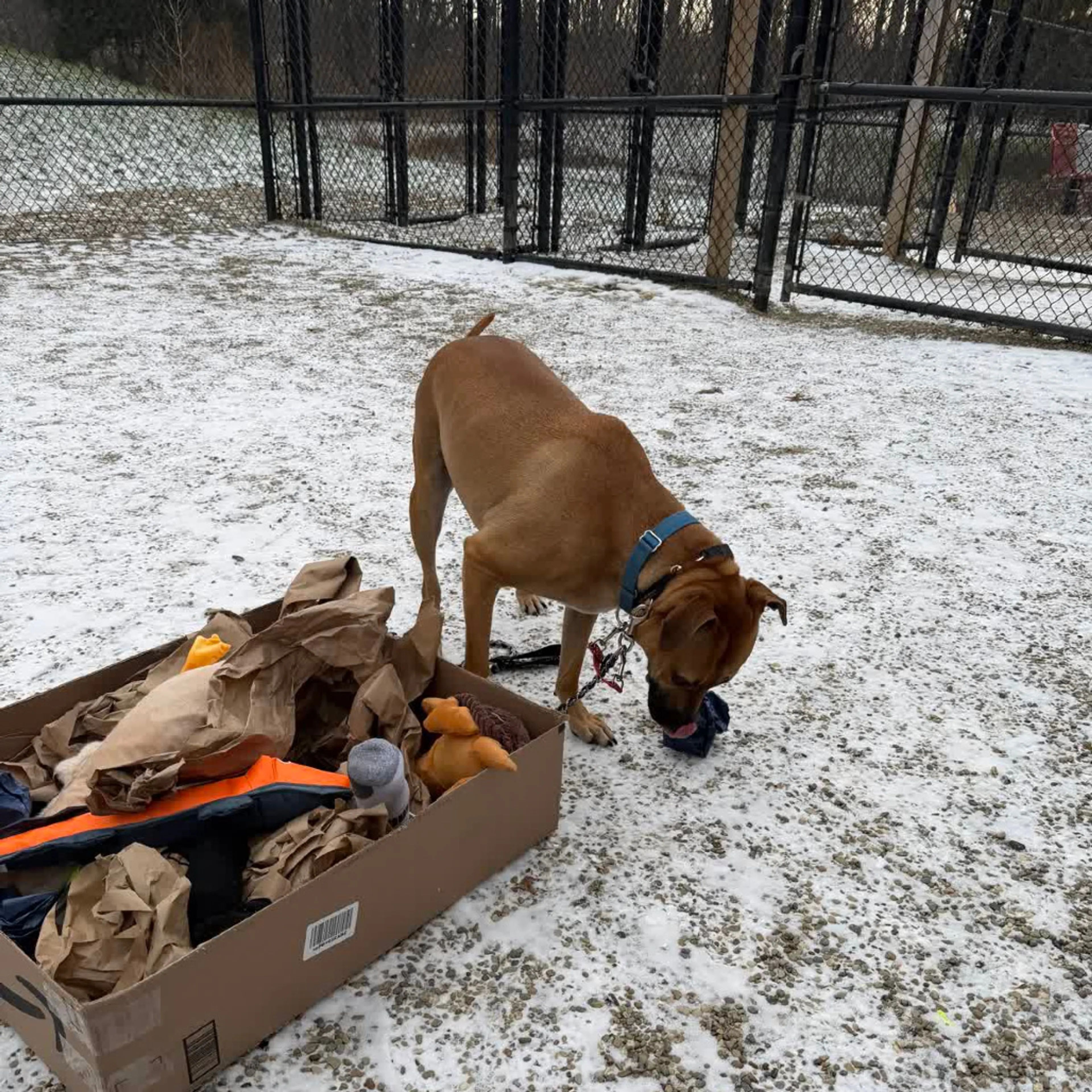 Found pet-51