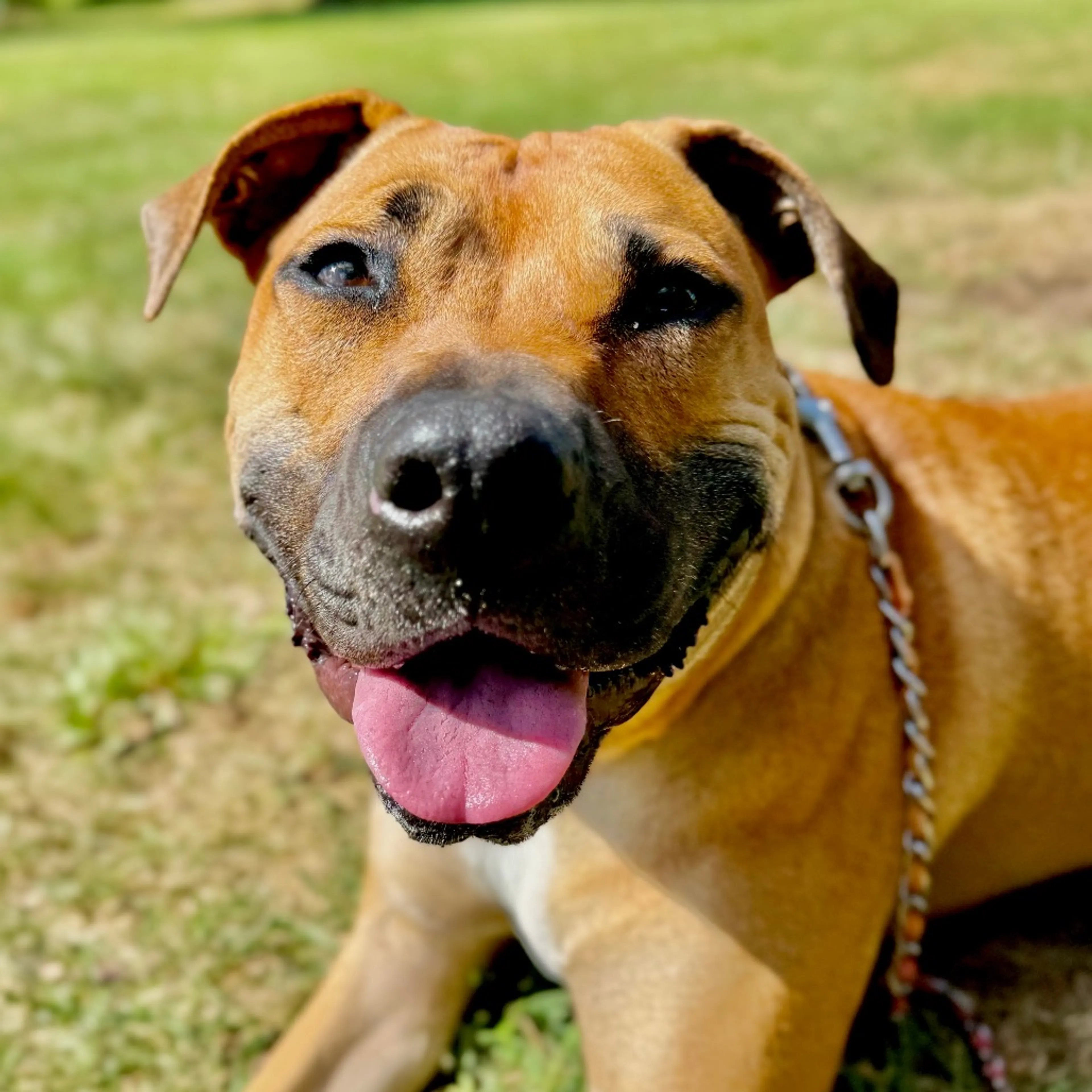 Found pet-24