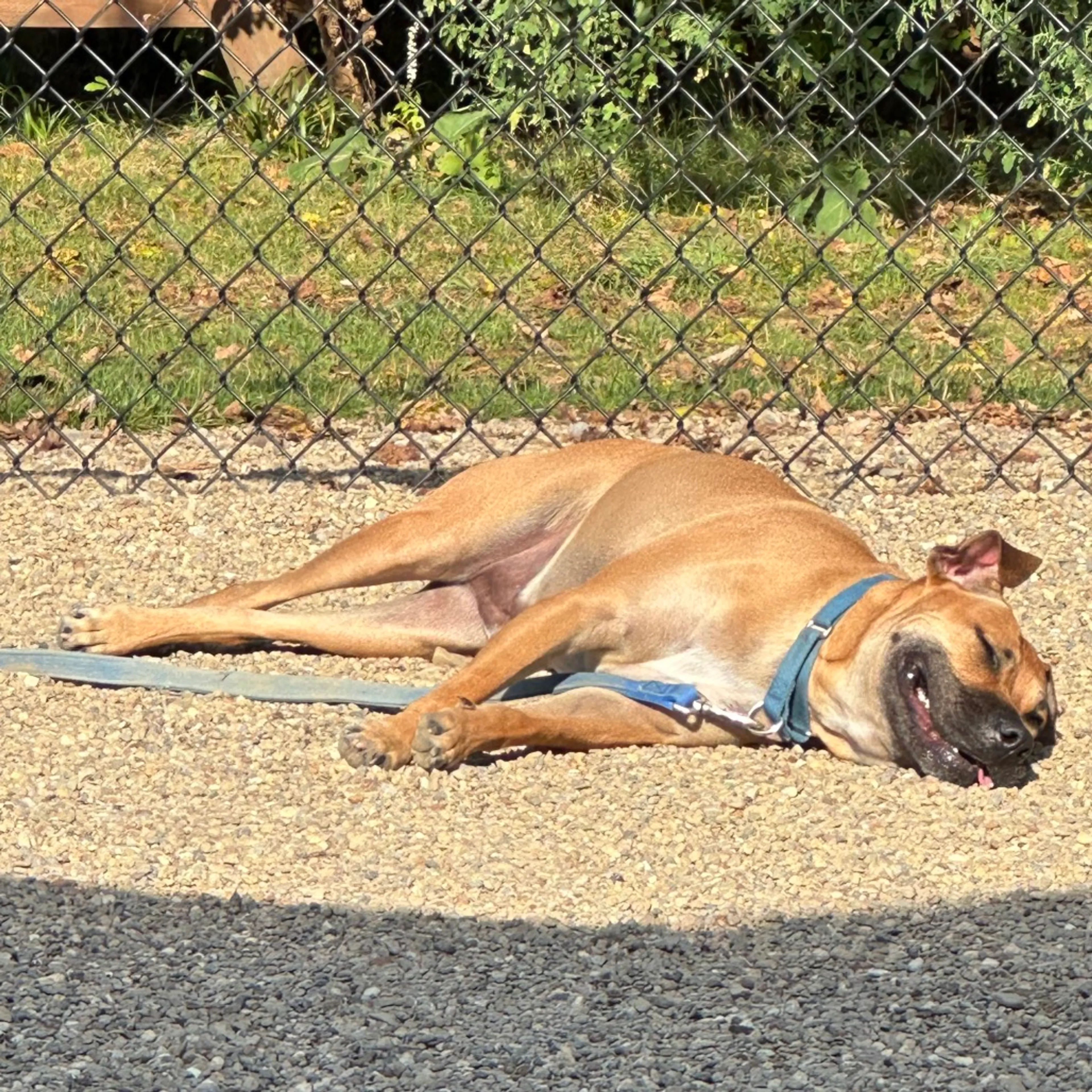 Found pet-27