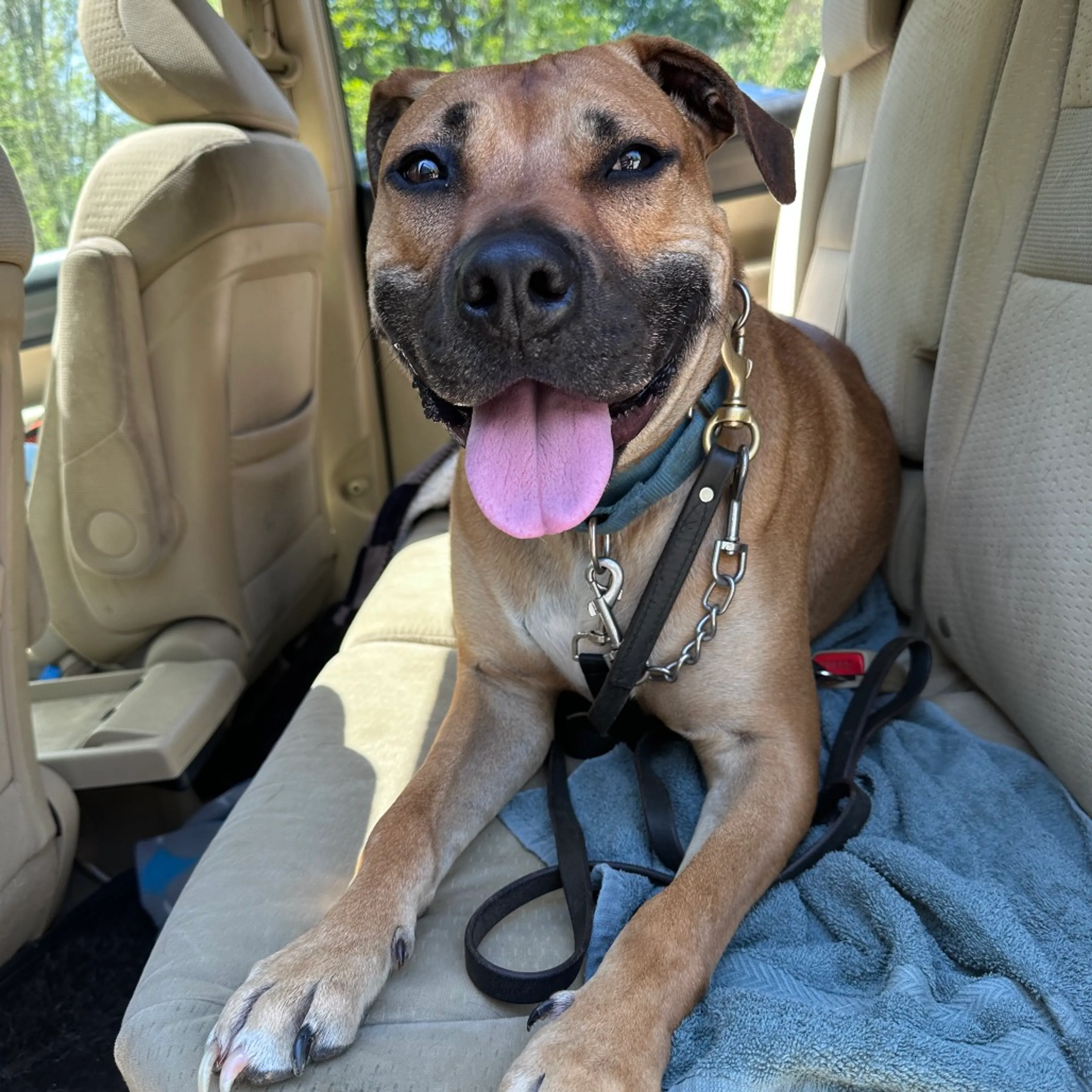 Found pet-84