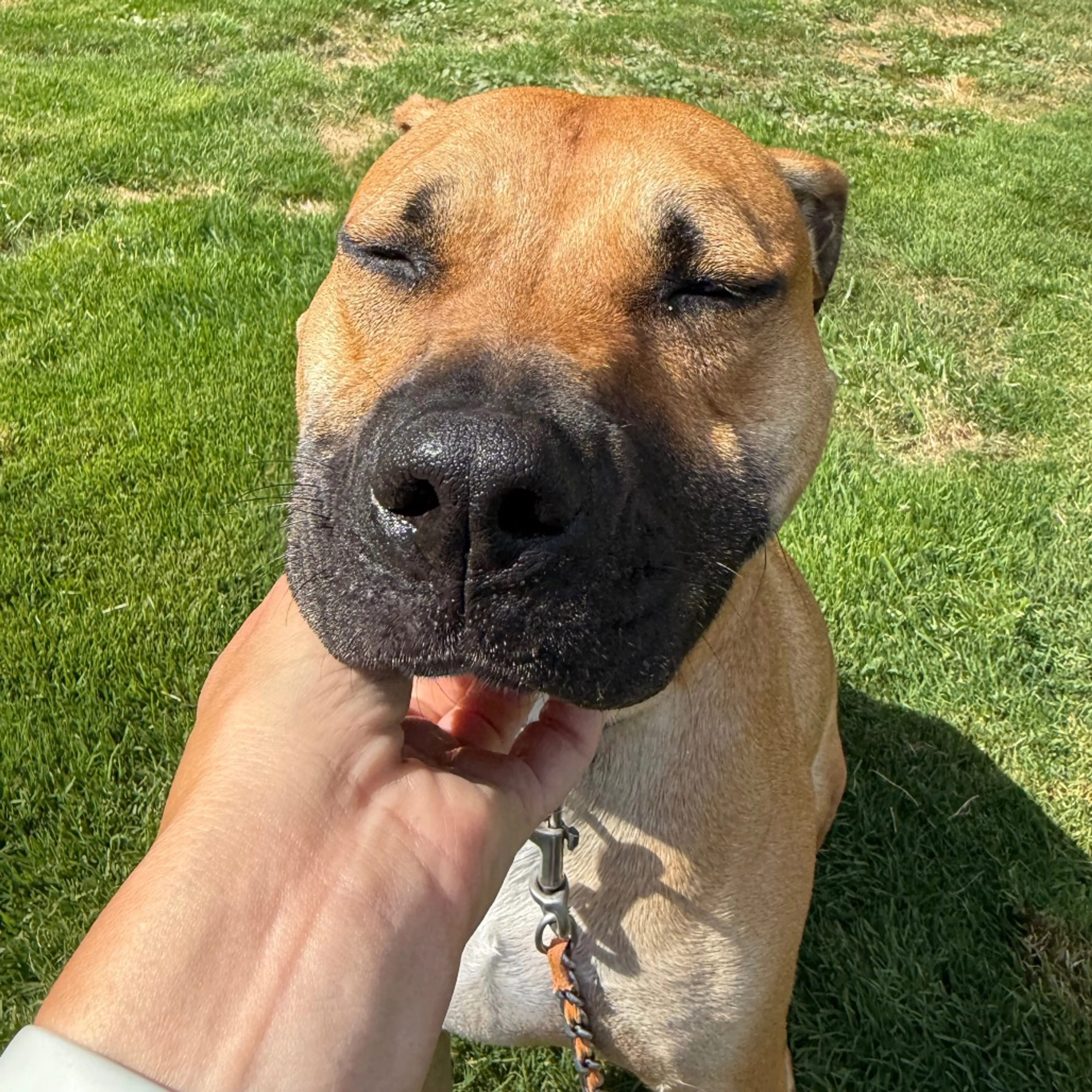 Found pet-25