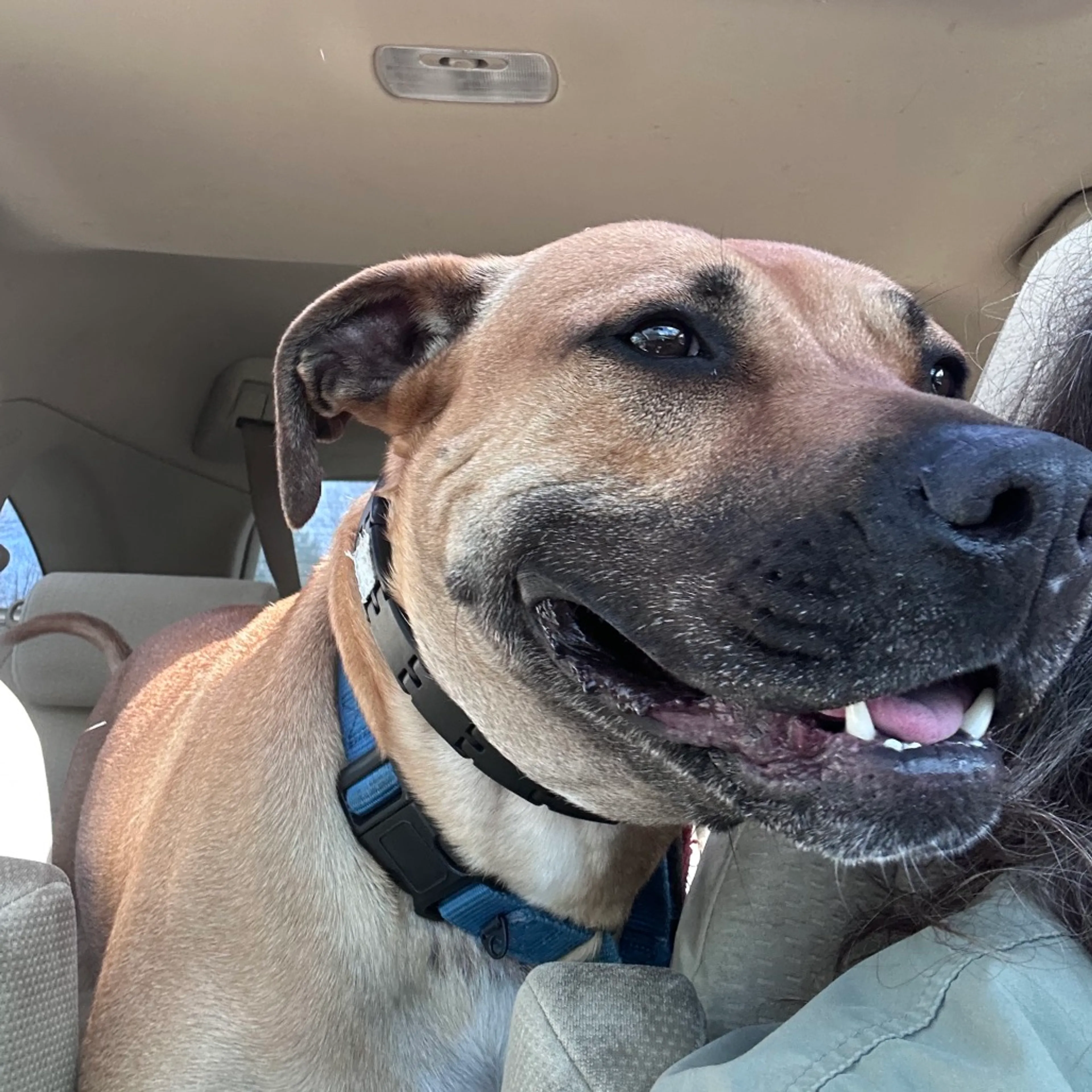 Found pet-79