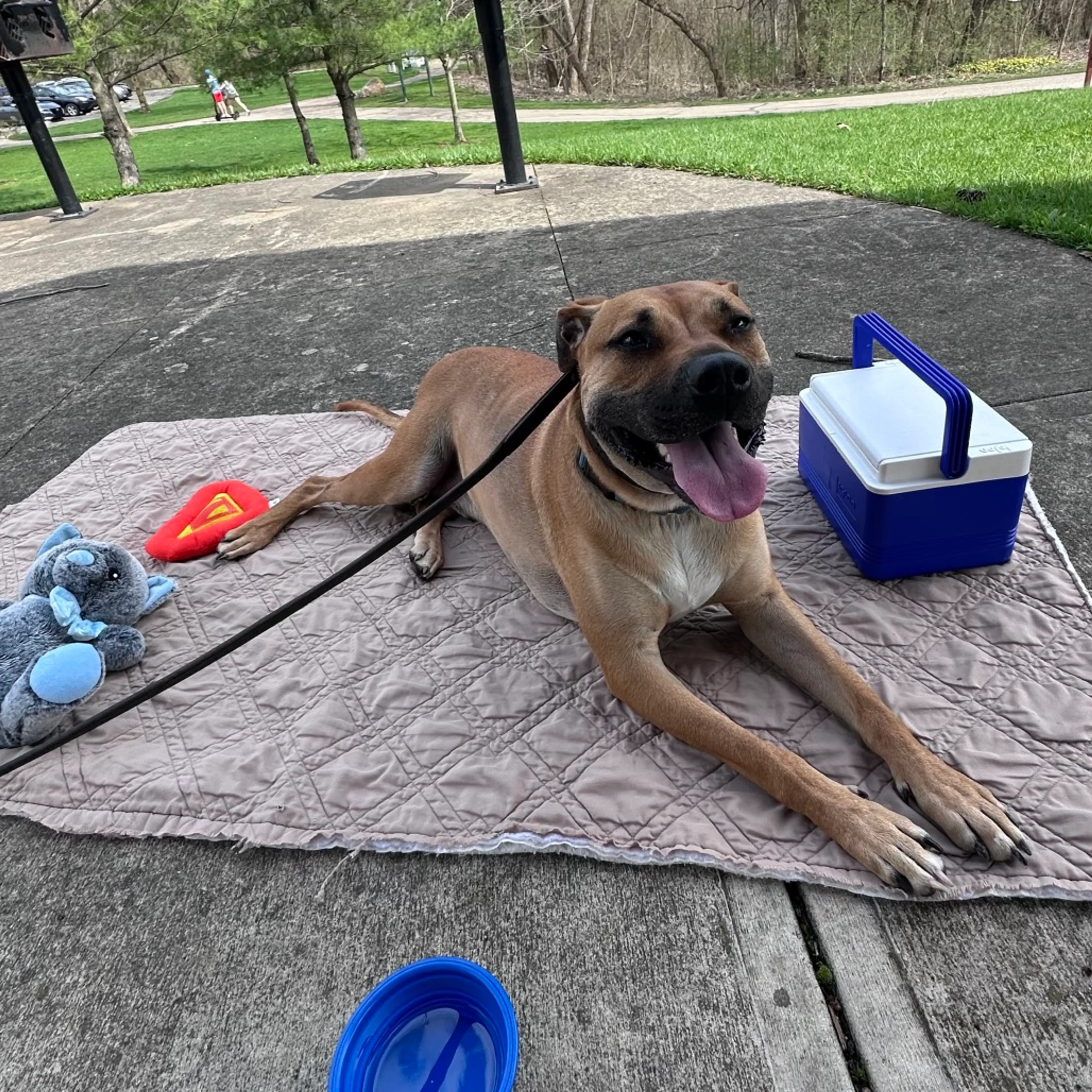 Found pet-81