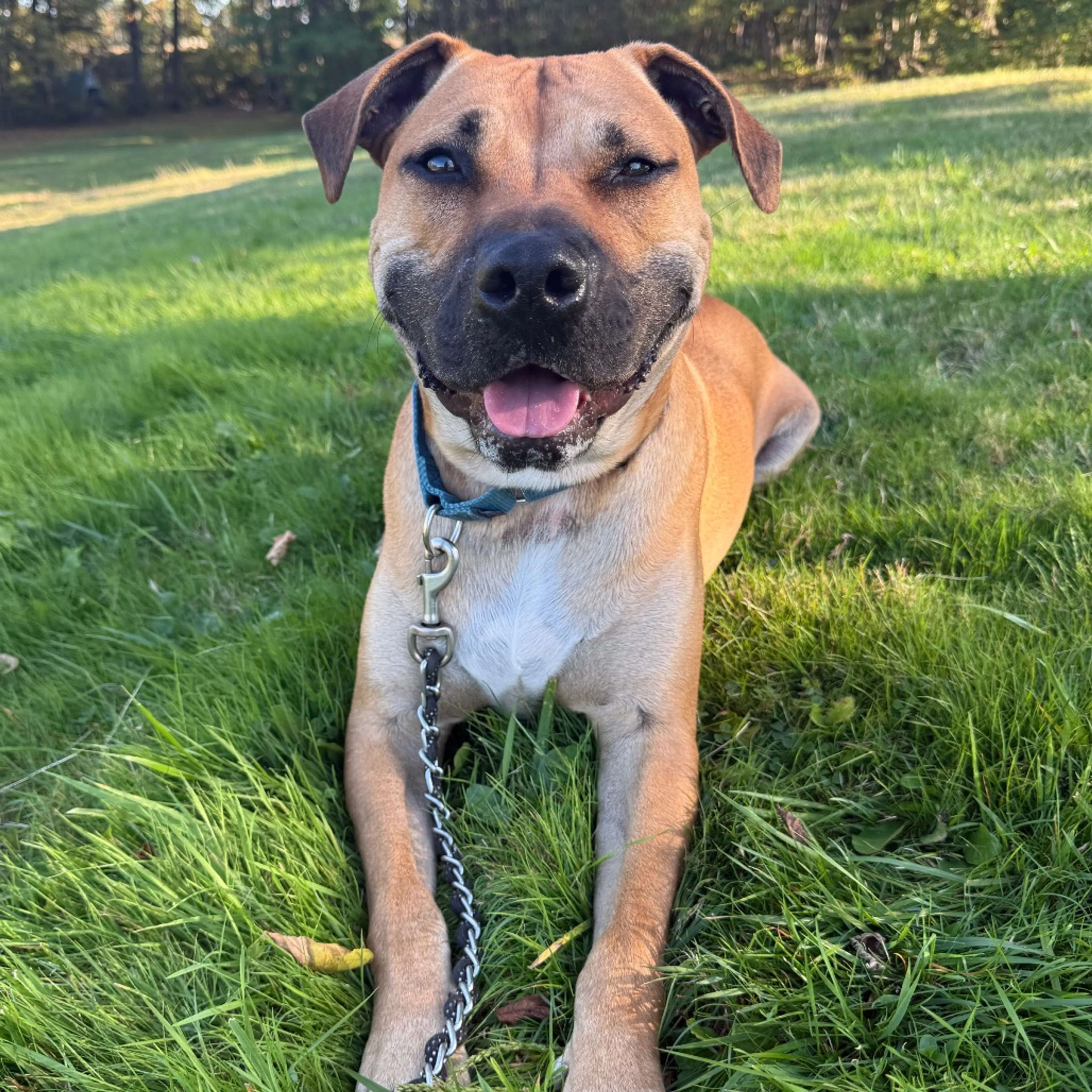 Found pet-29