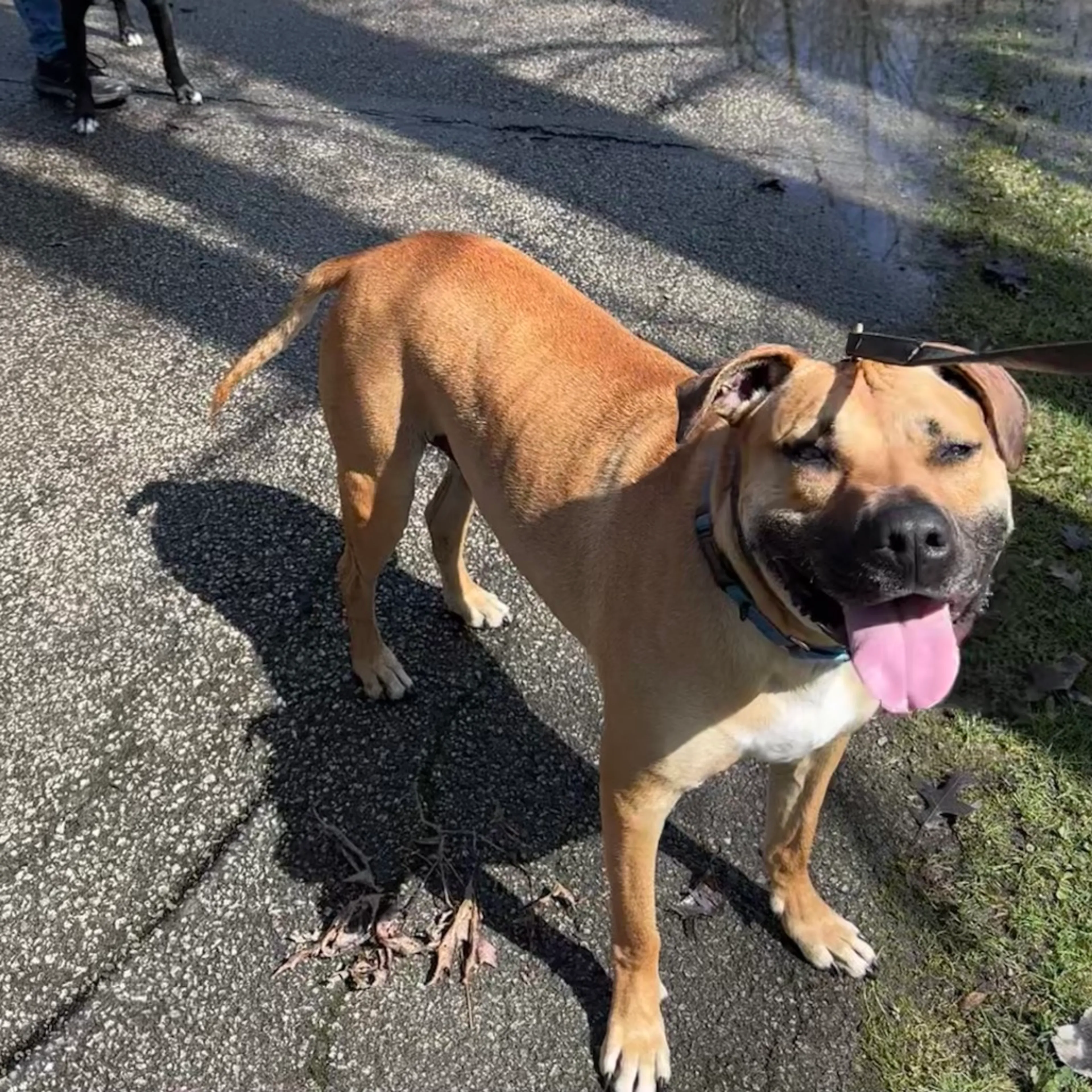 Found pet-82