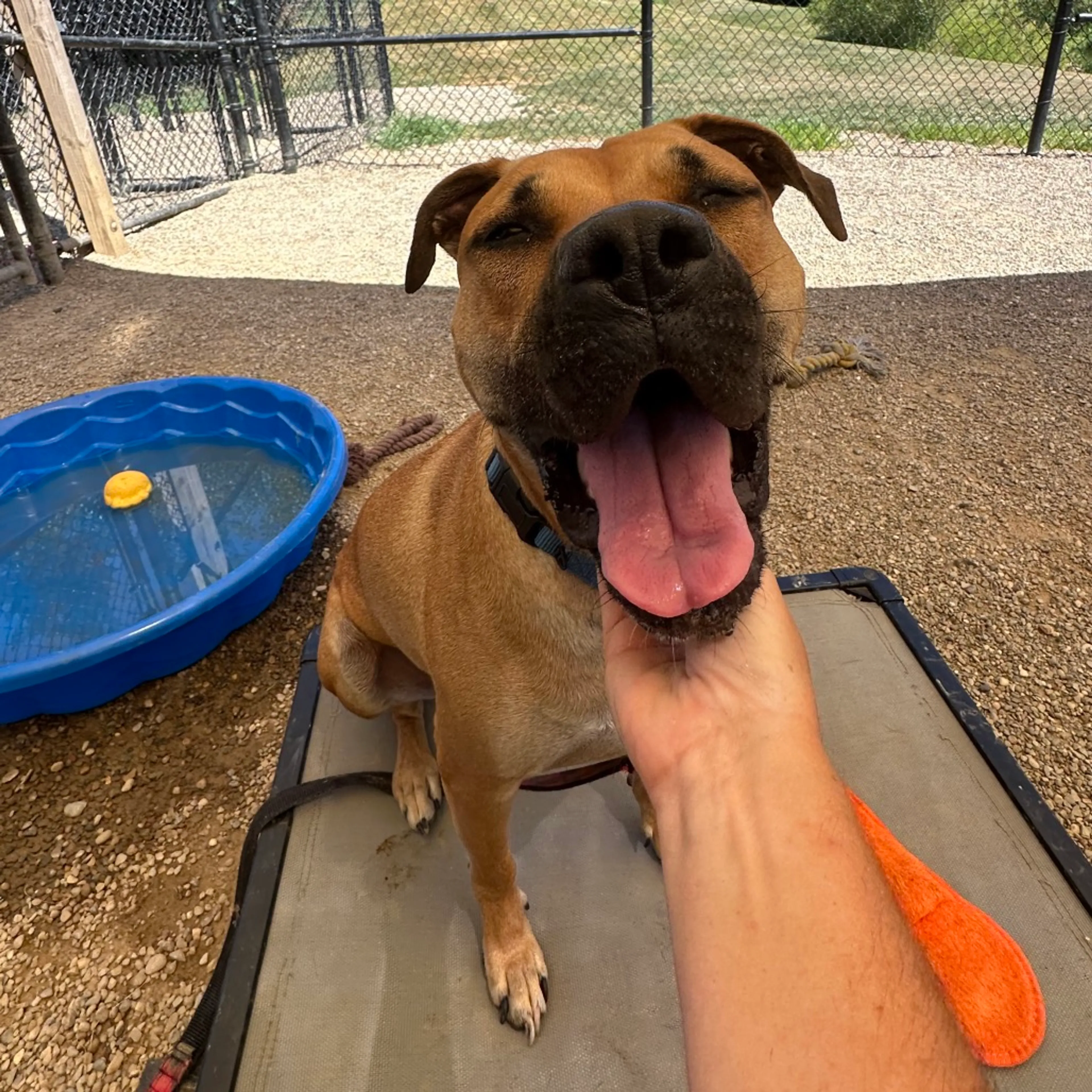 Found pet-23