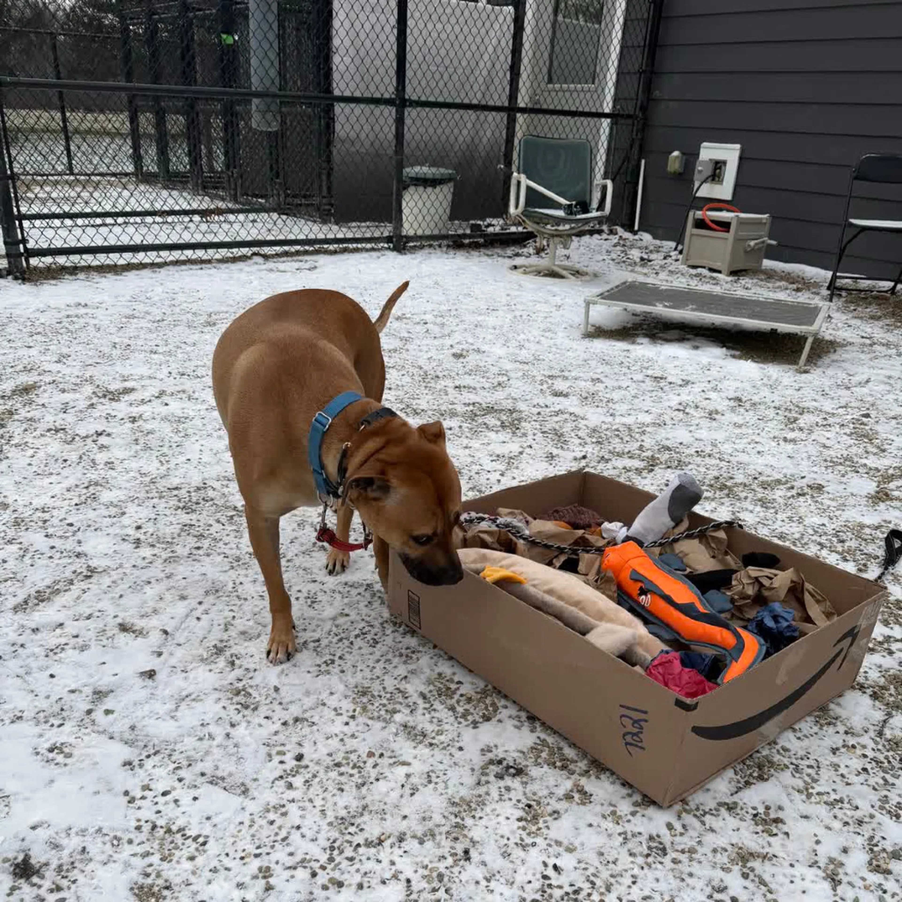 Found pet-50