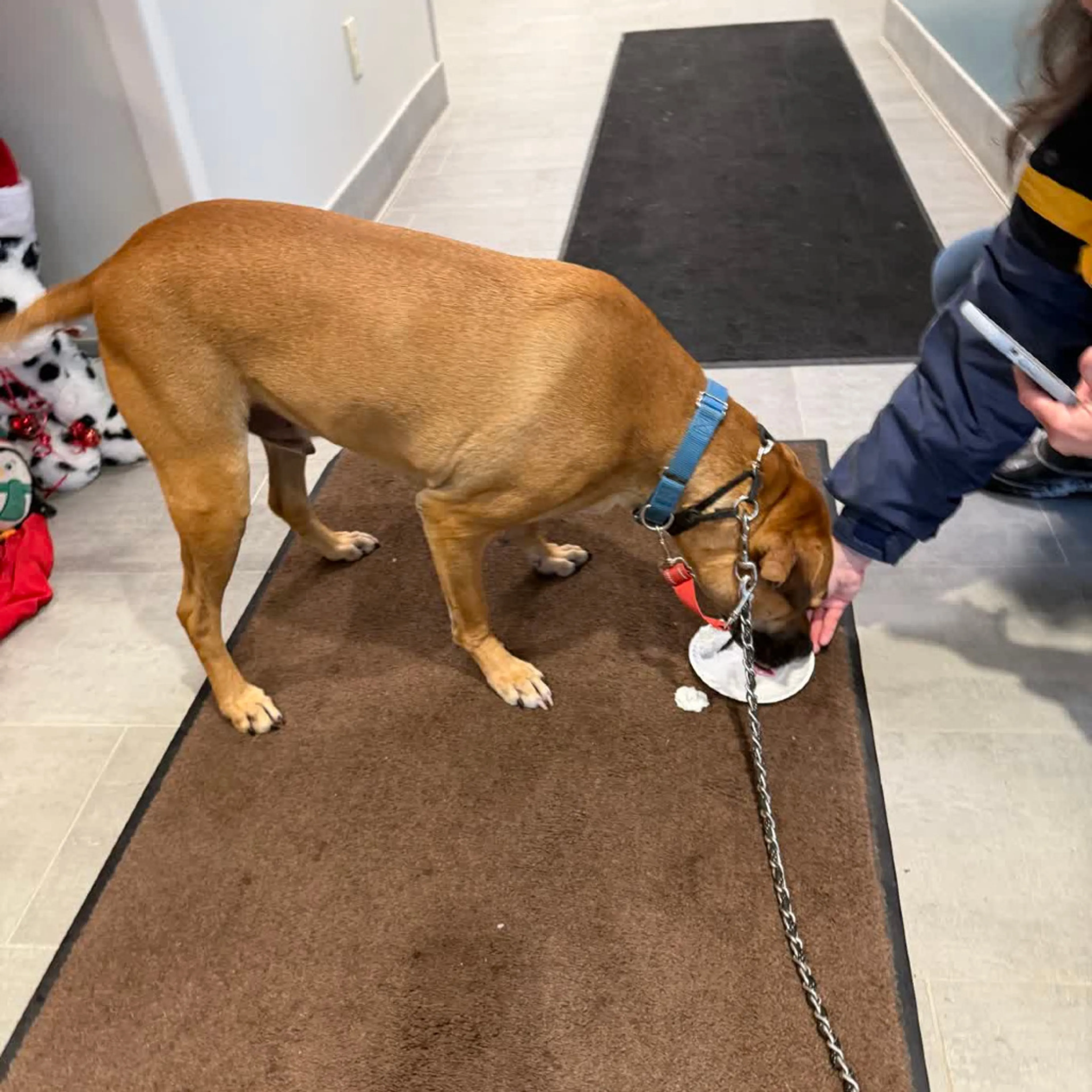 Found pet-48