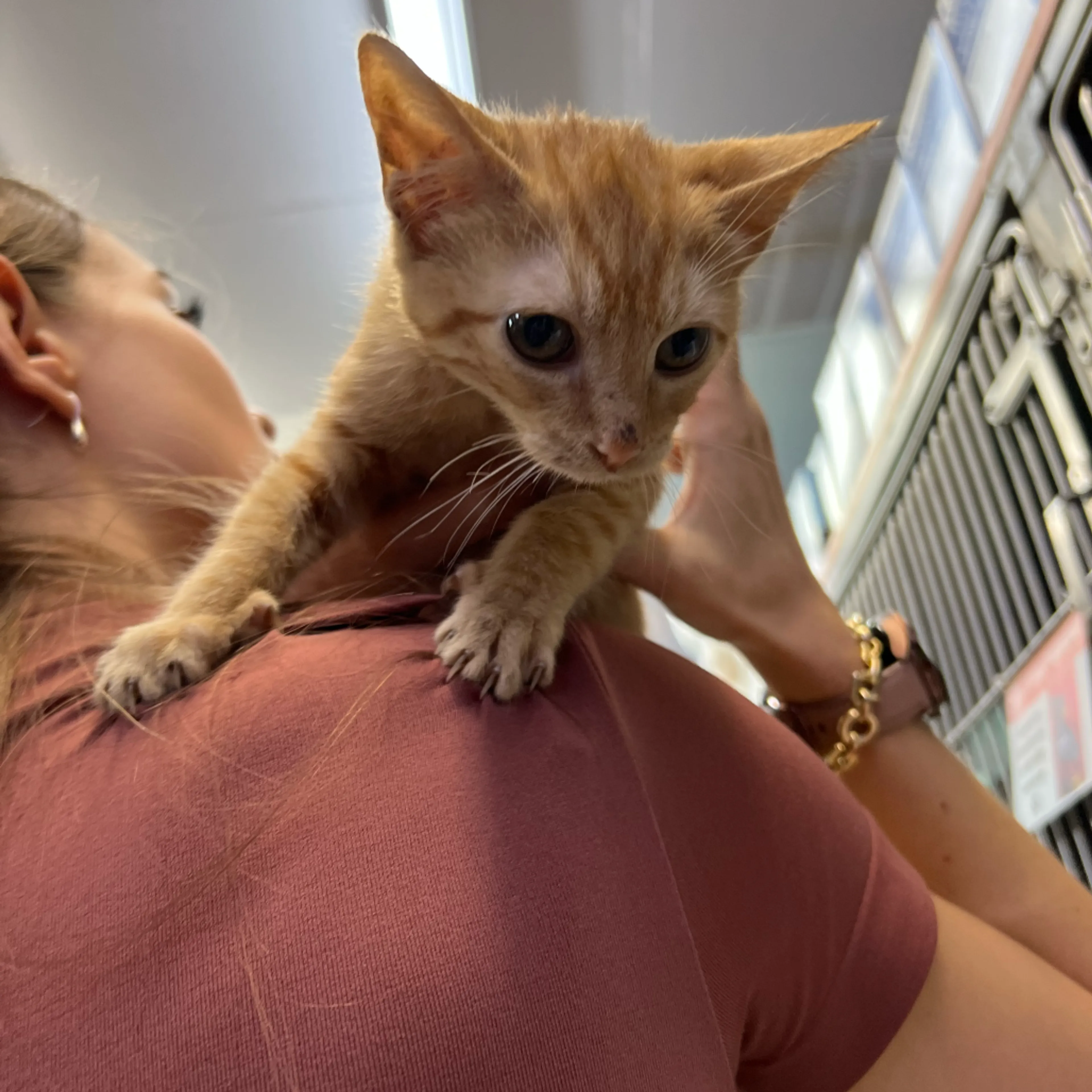 Found pet-1