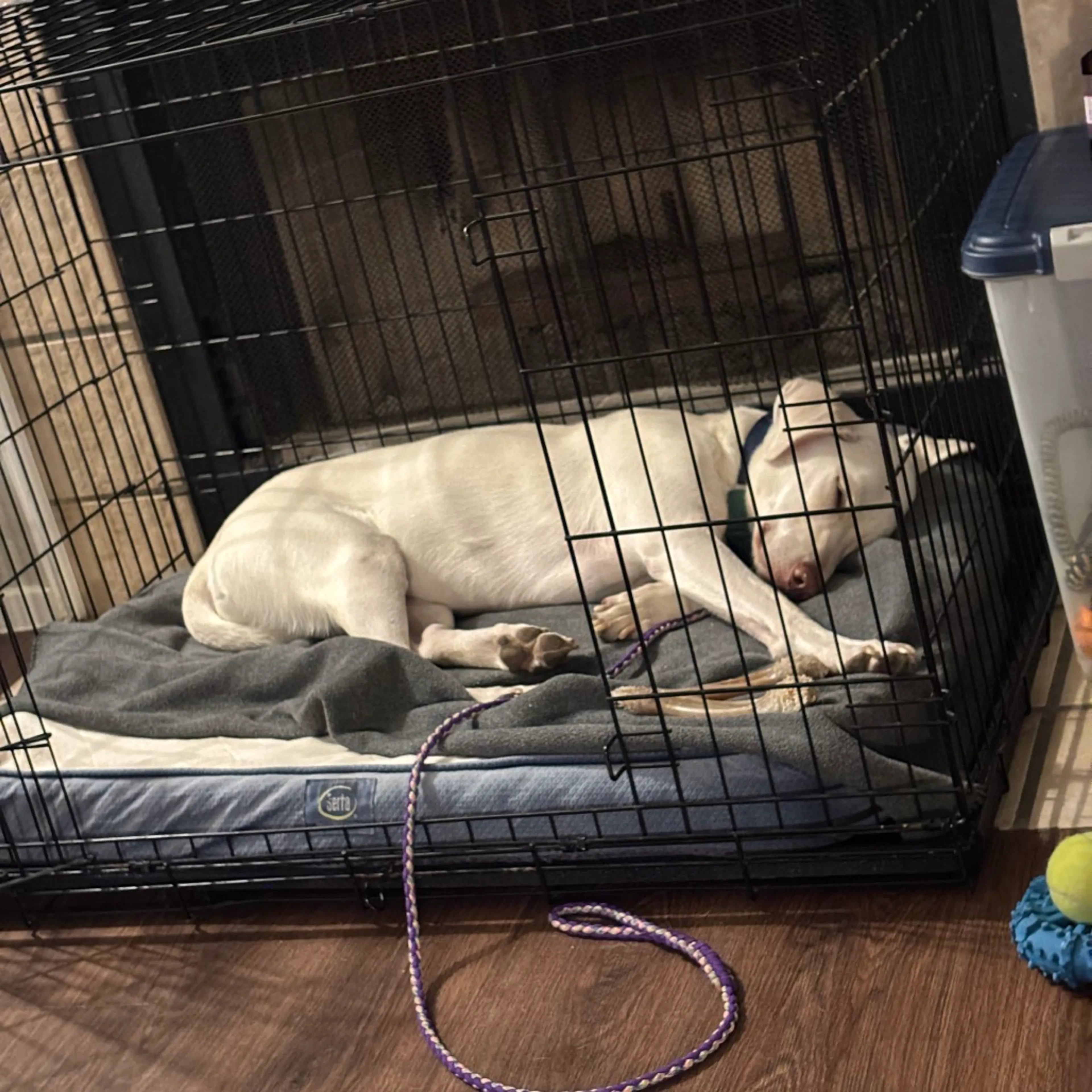 Found pet-9