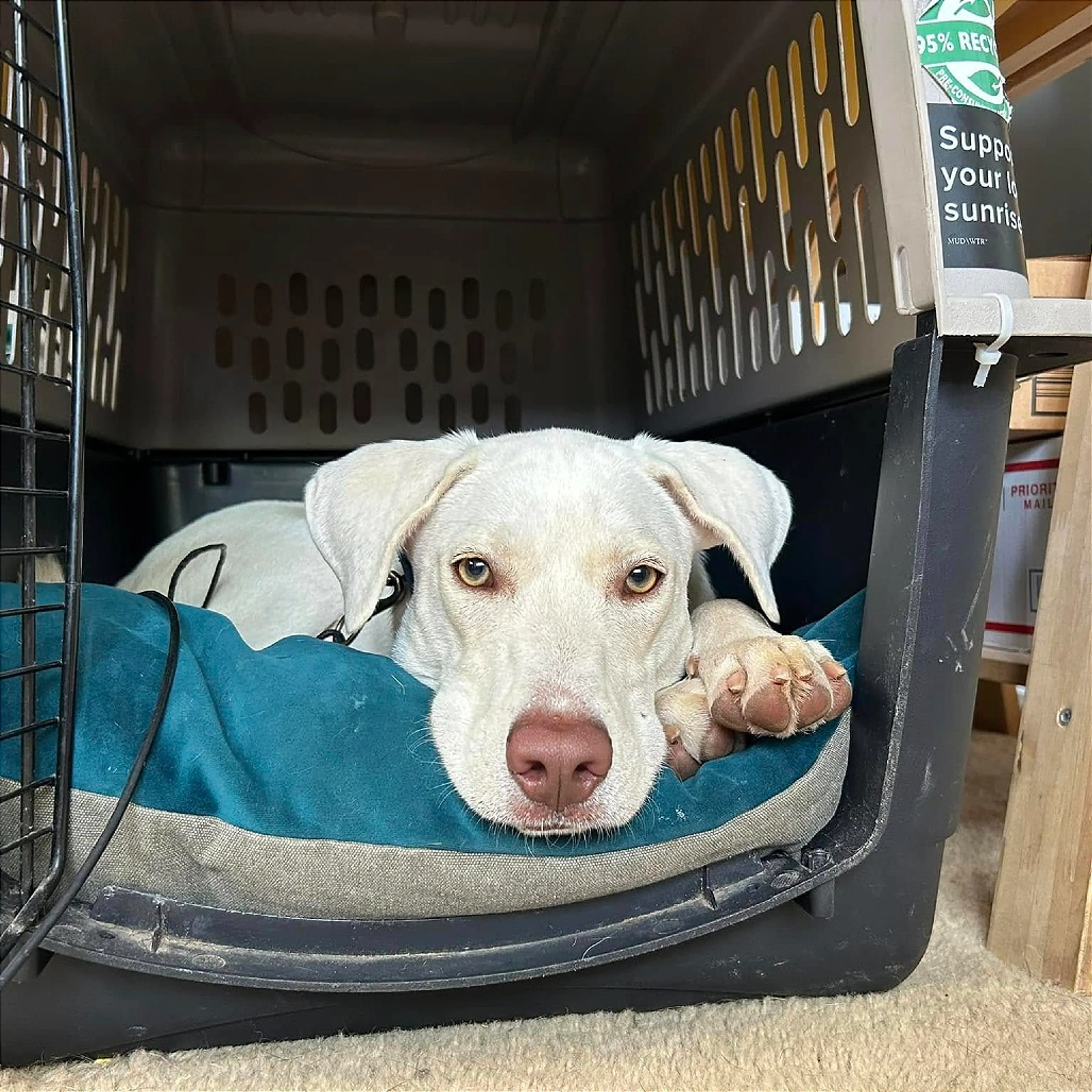 Found pet-1