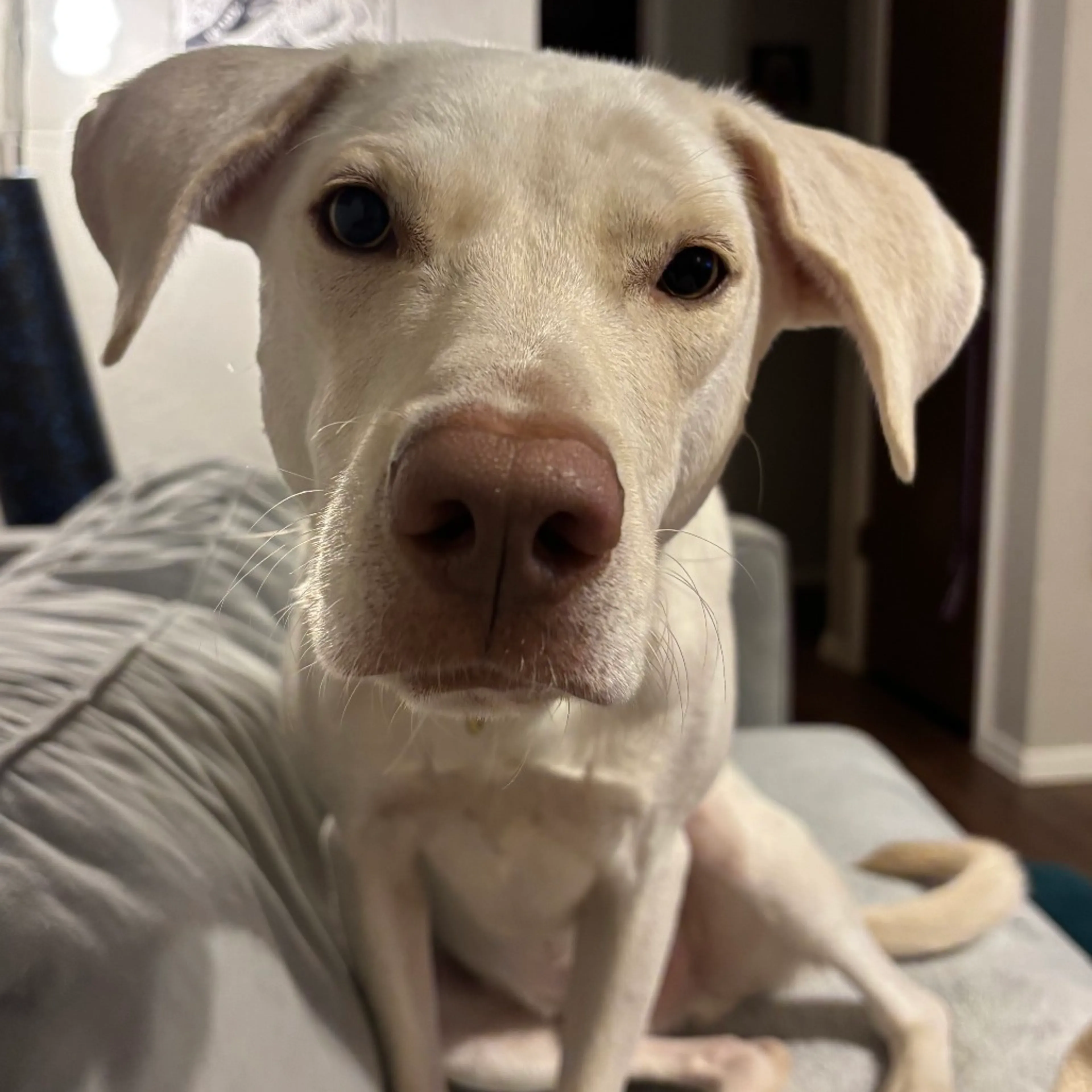 Found pet-7