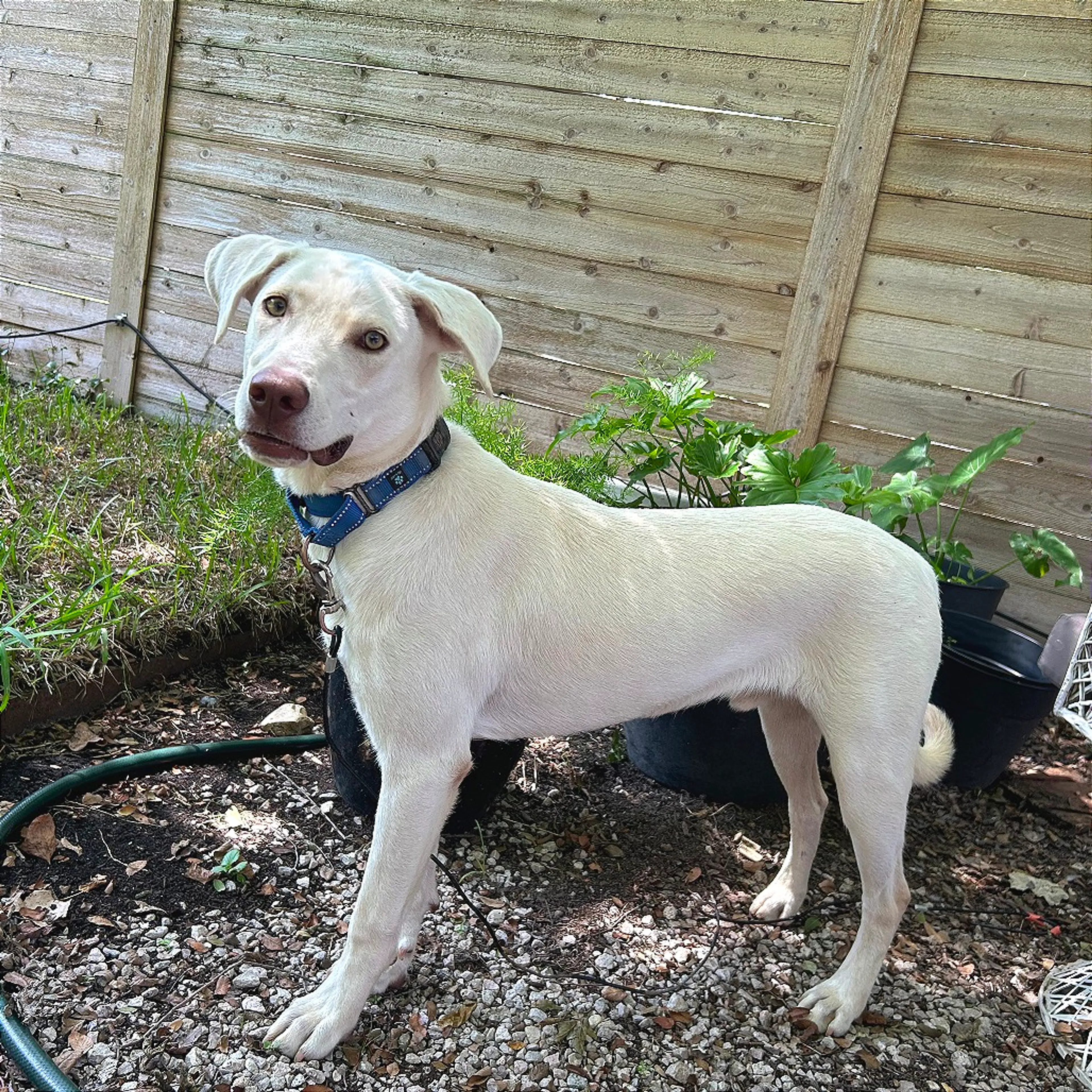 Found pet-2