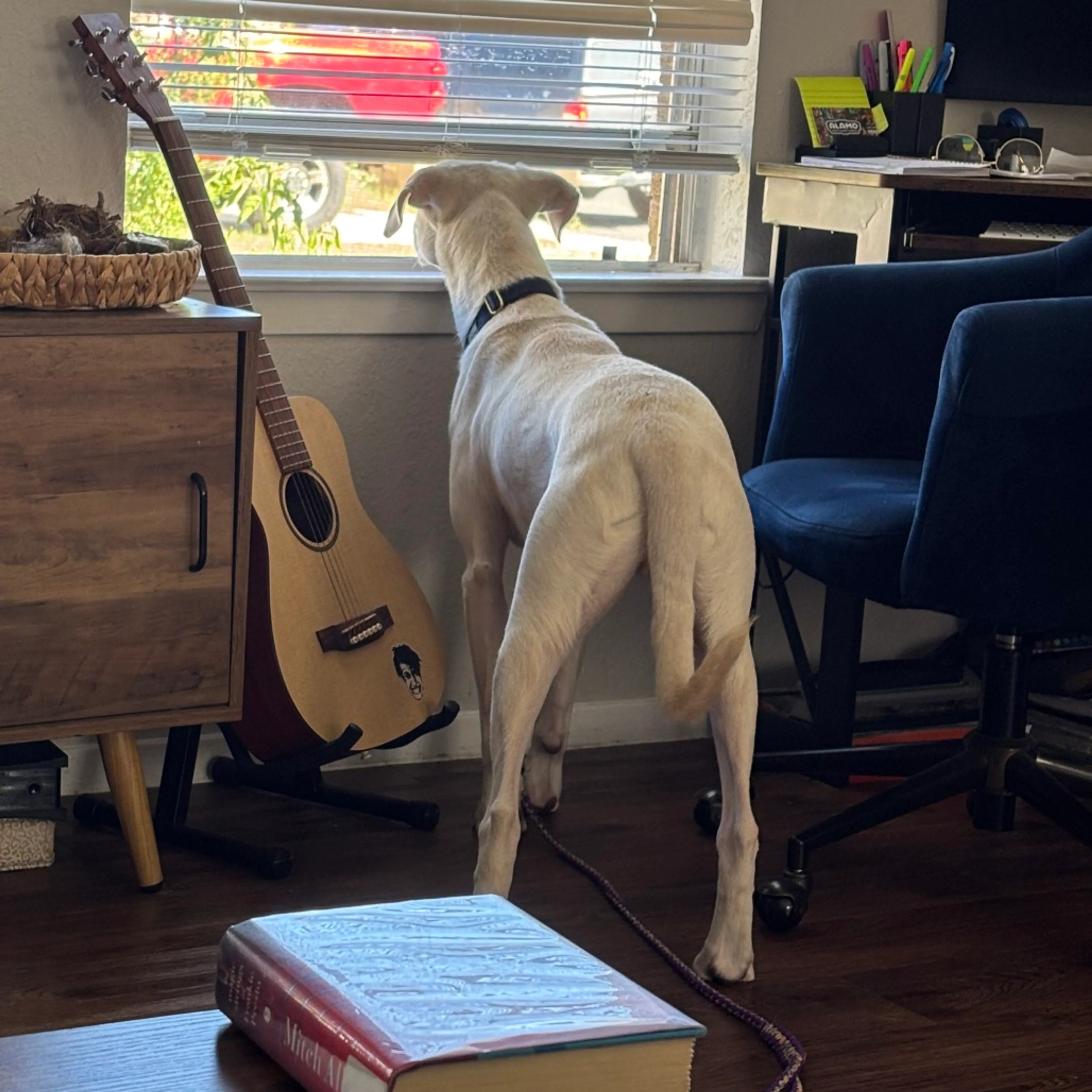 Found pet-8