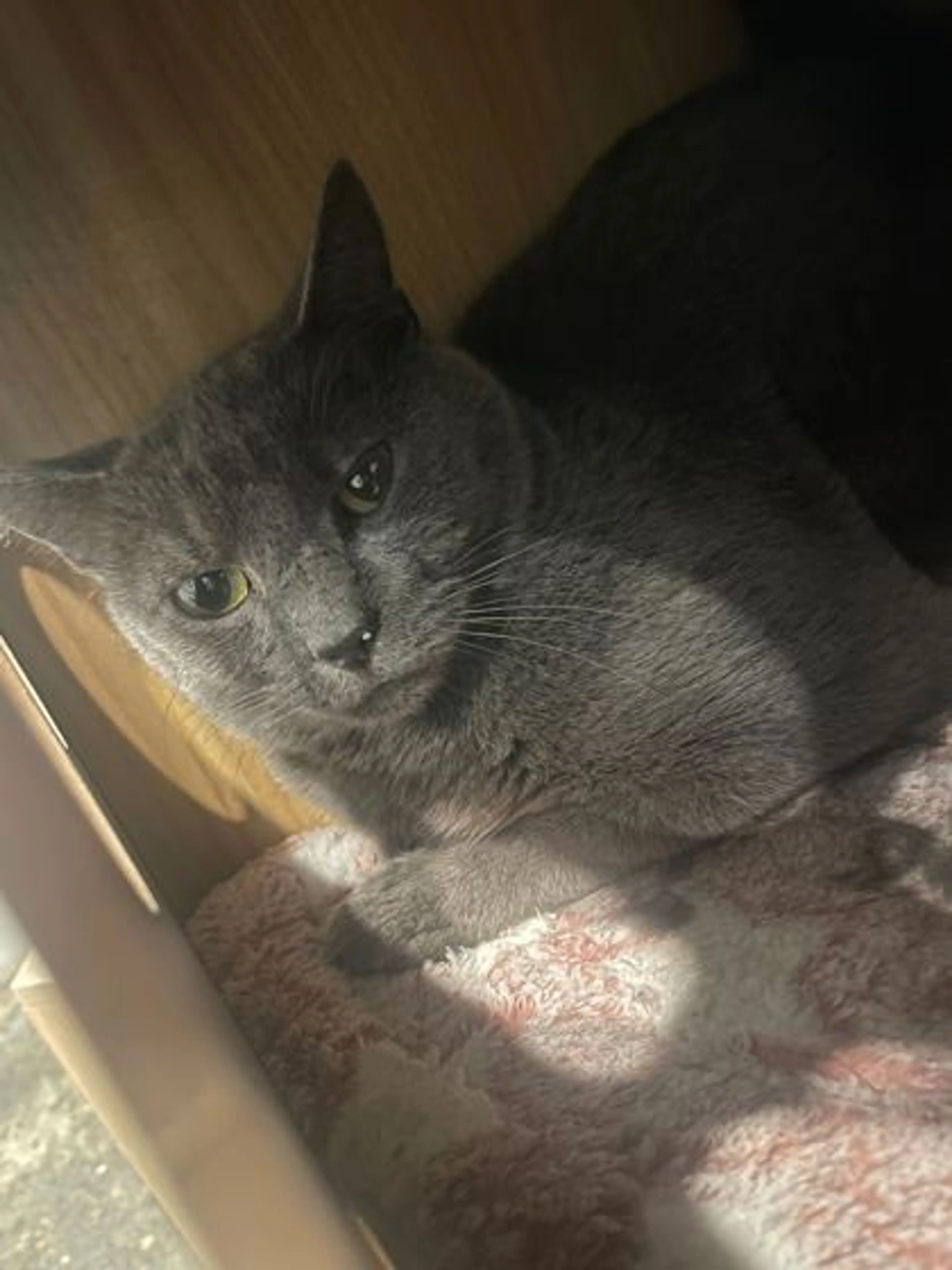 Found pet-1