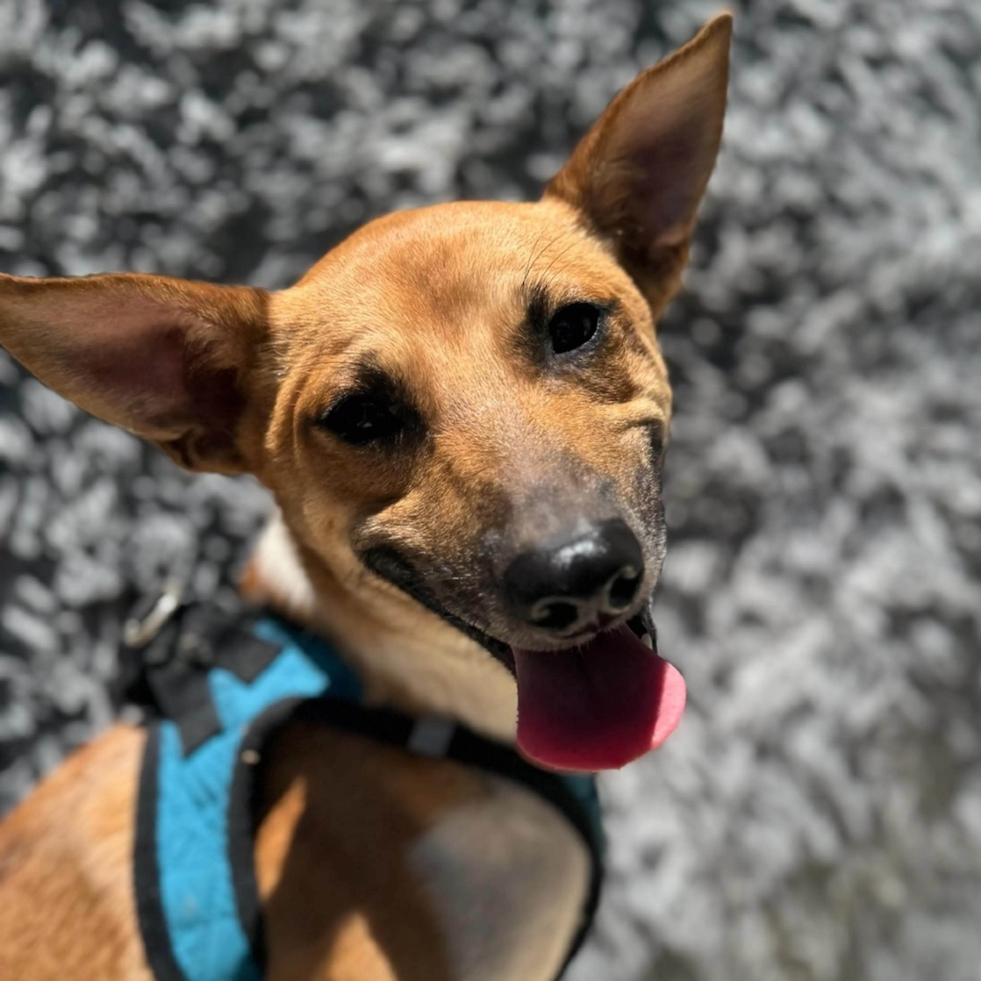Found pet-2