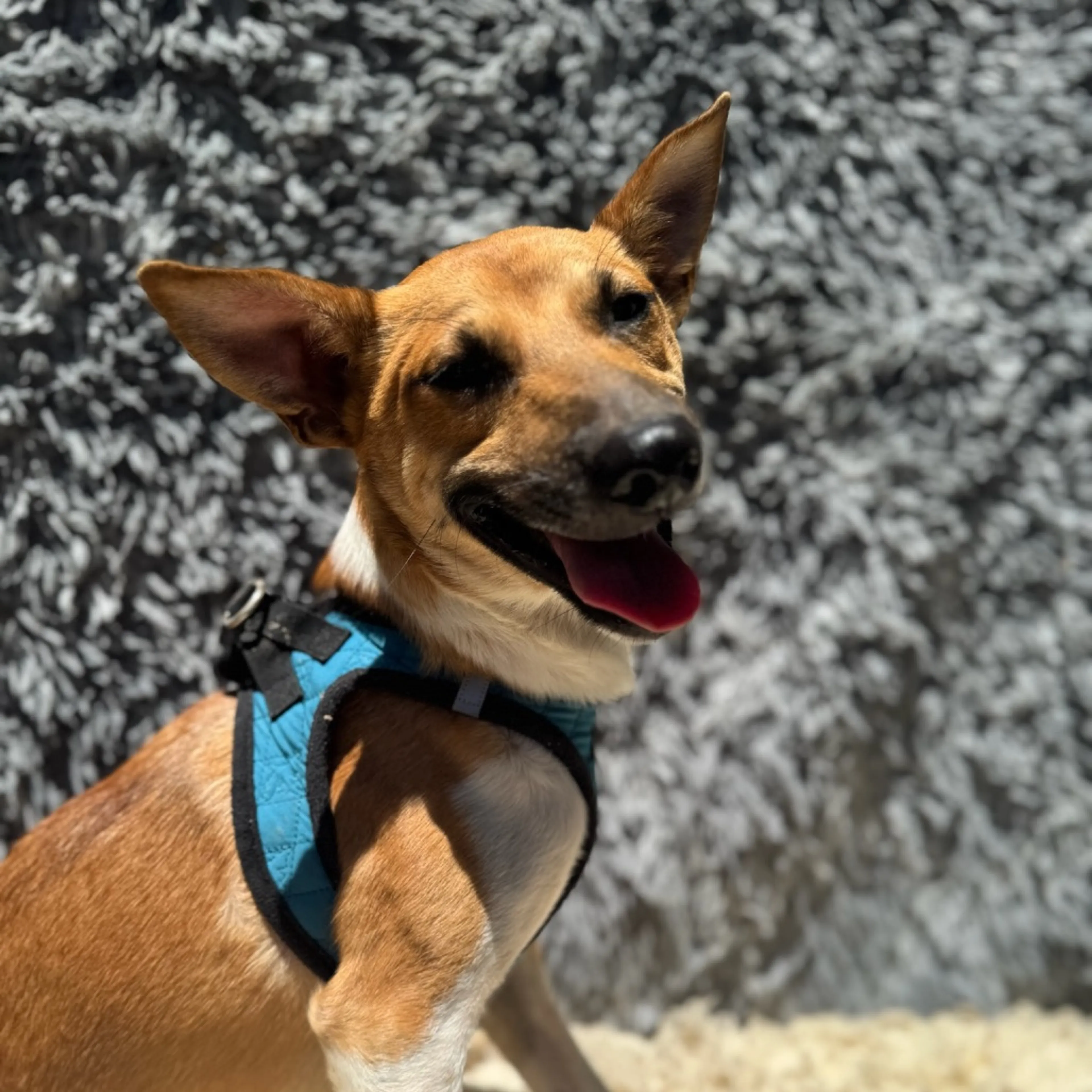 Found pet-1