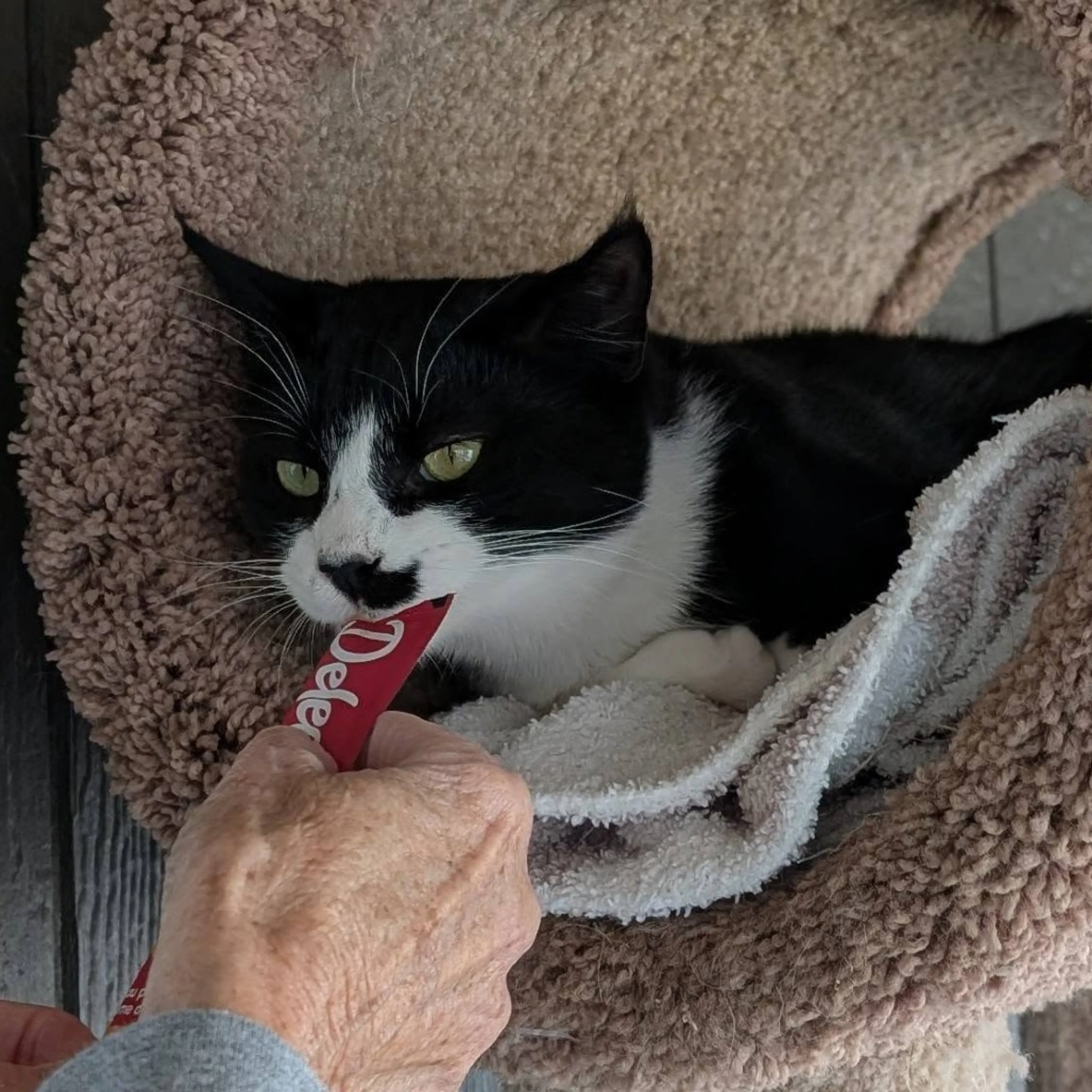 Found pet-7
