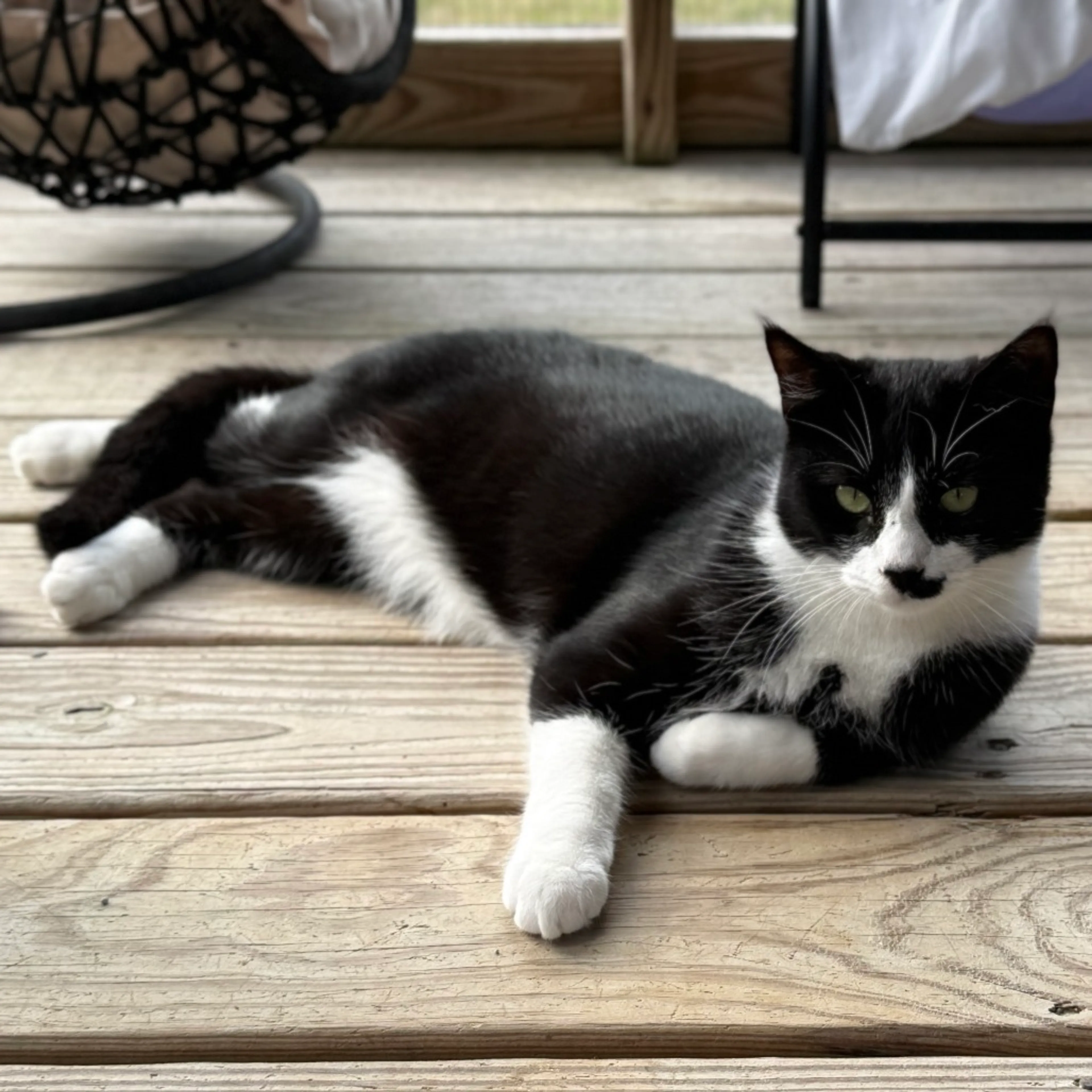 Found pet-9