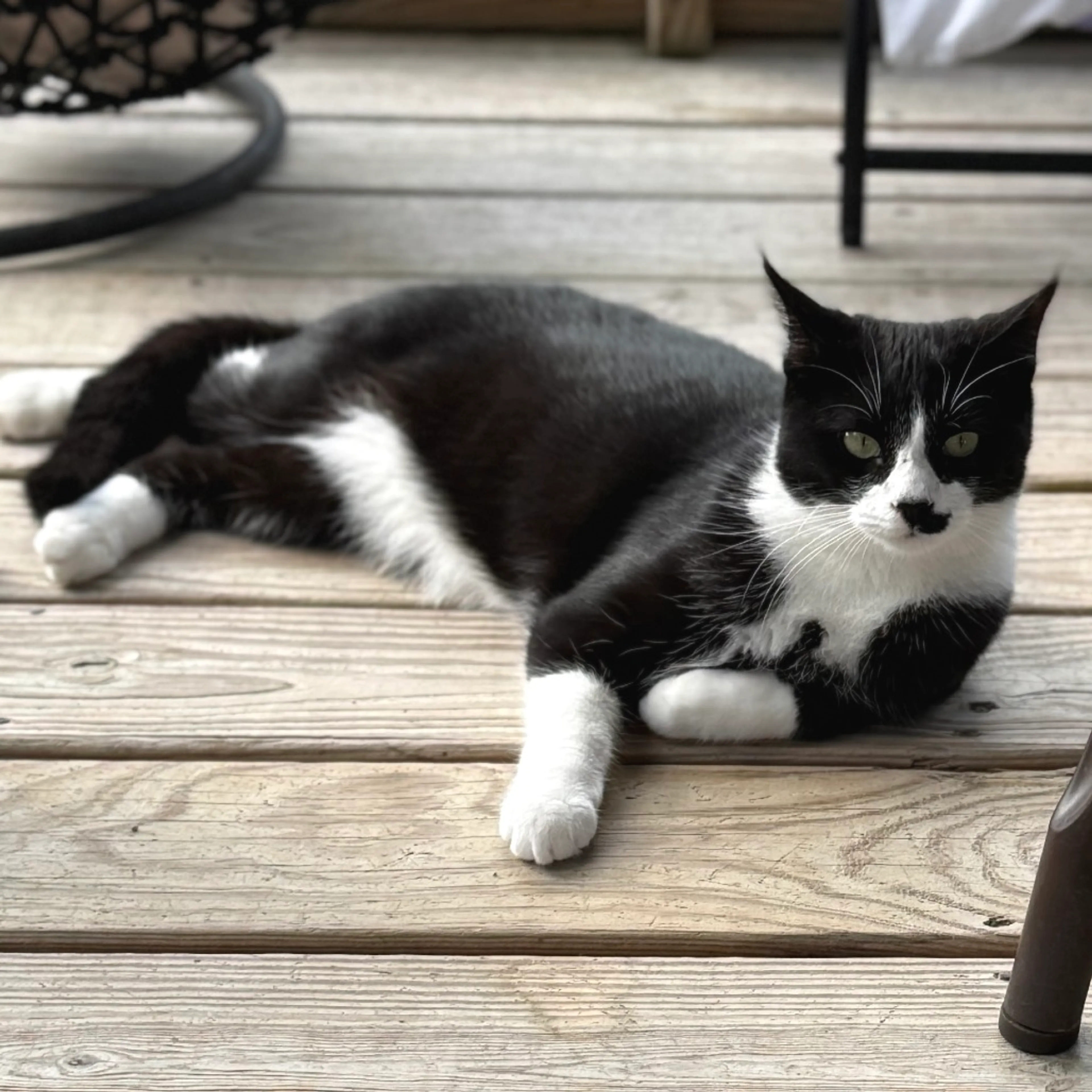 Found pet-8