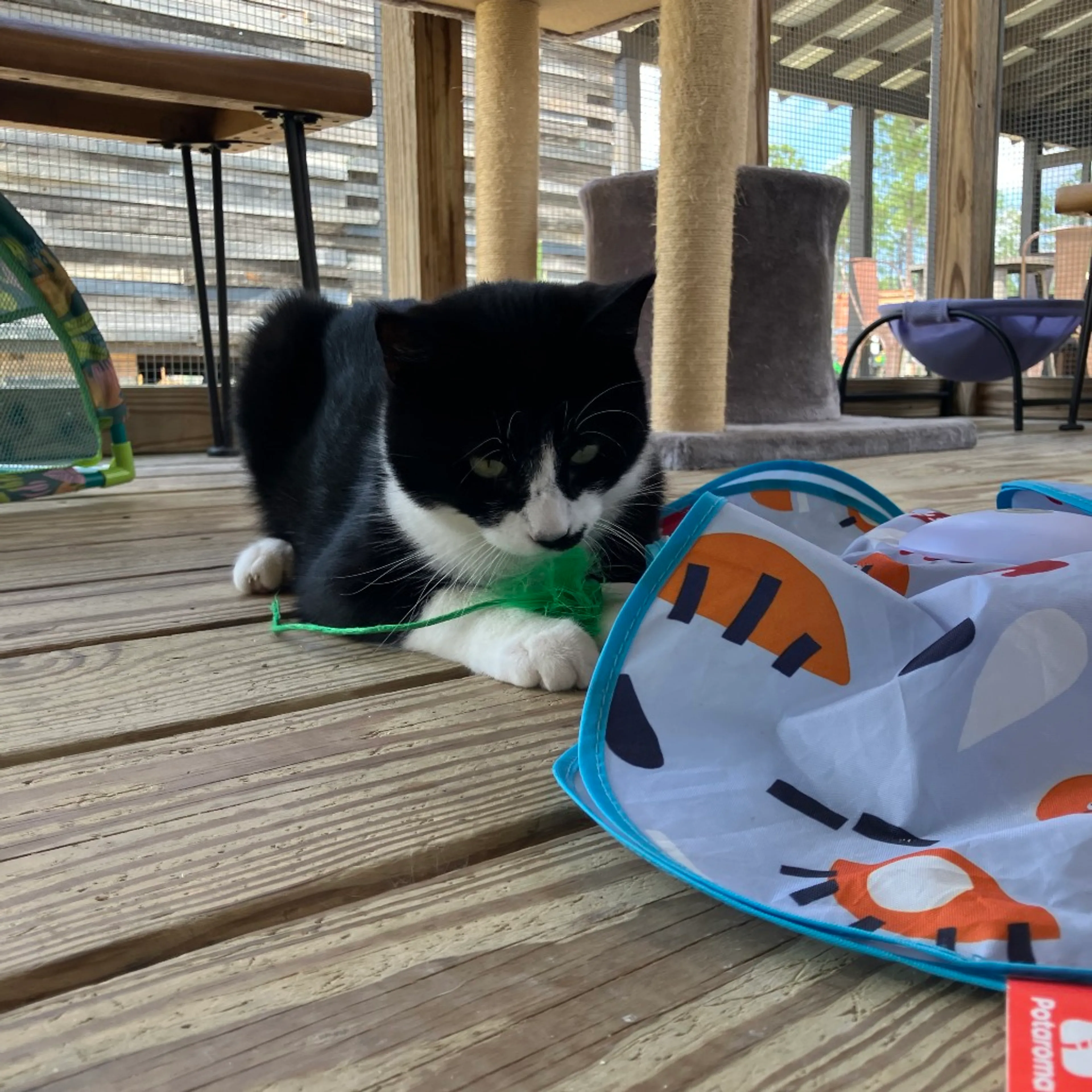Found pet-10