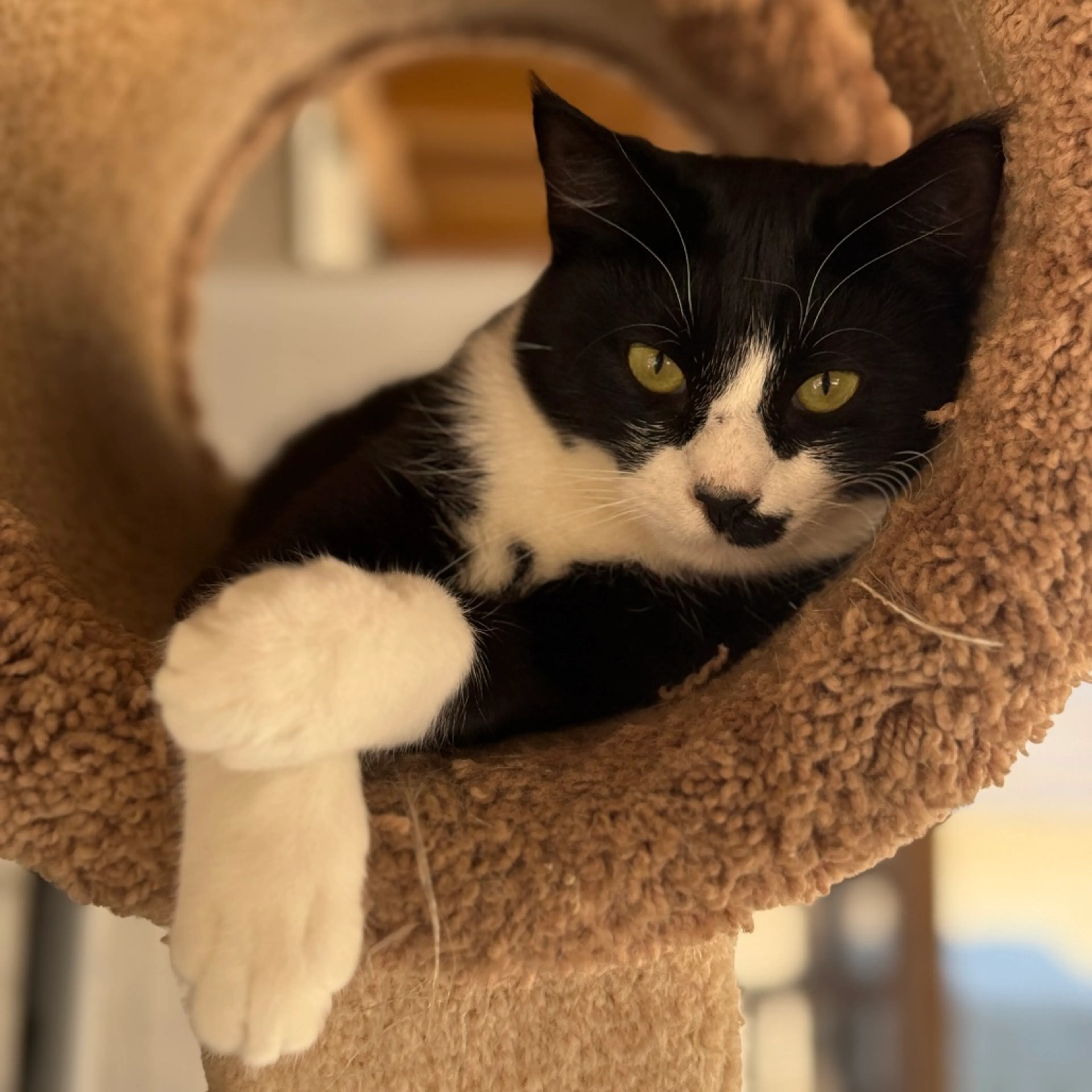 Found pet-6