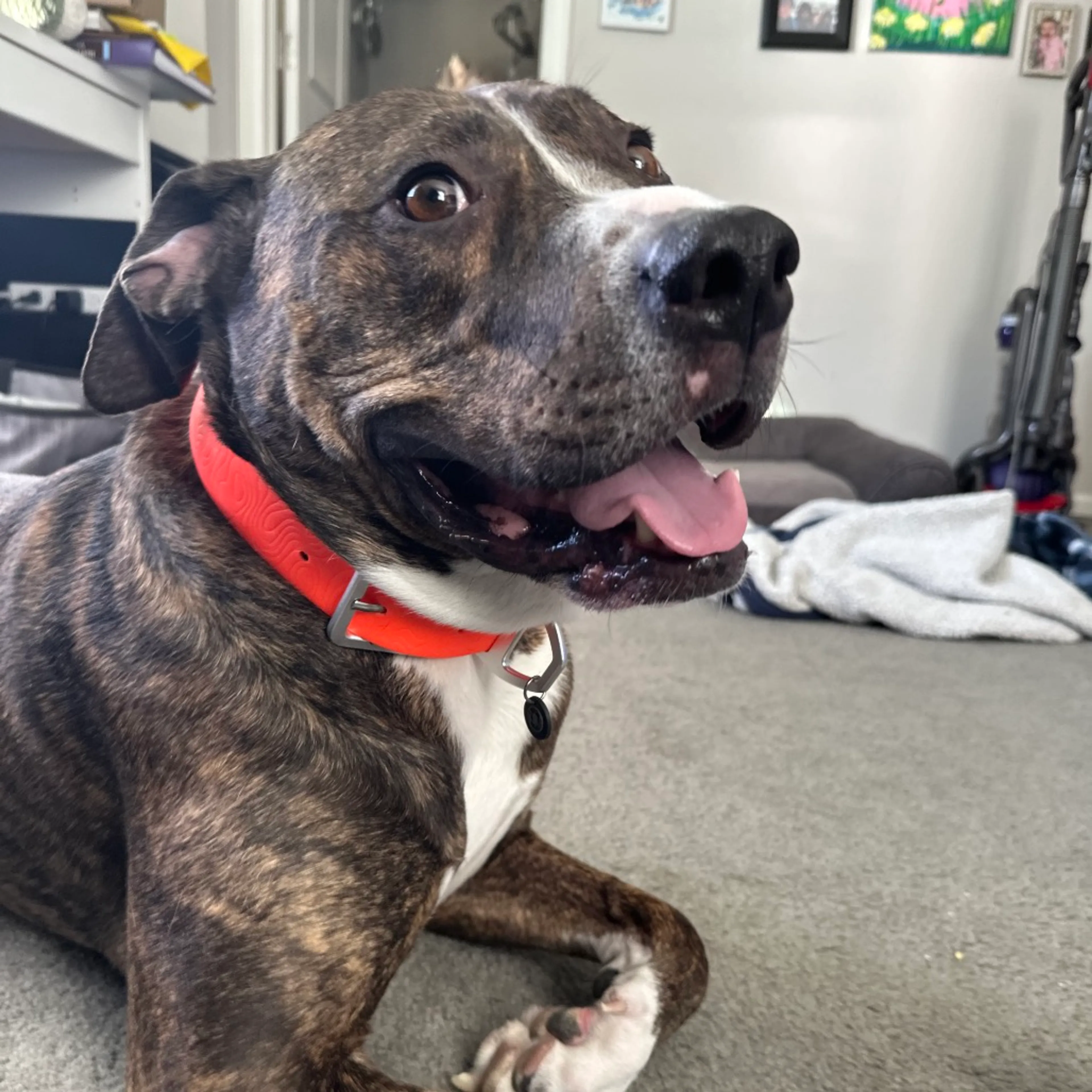 Found pet-20