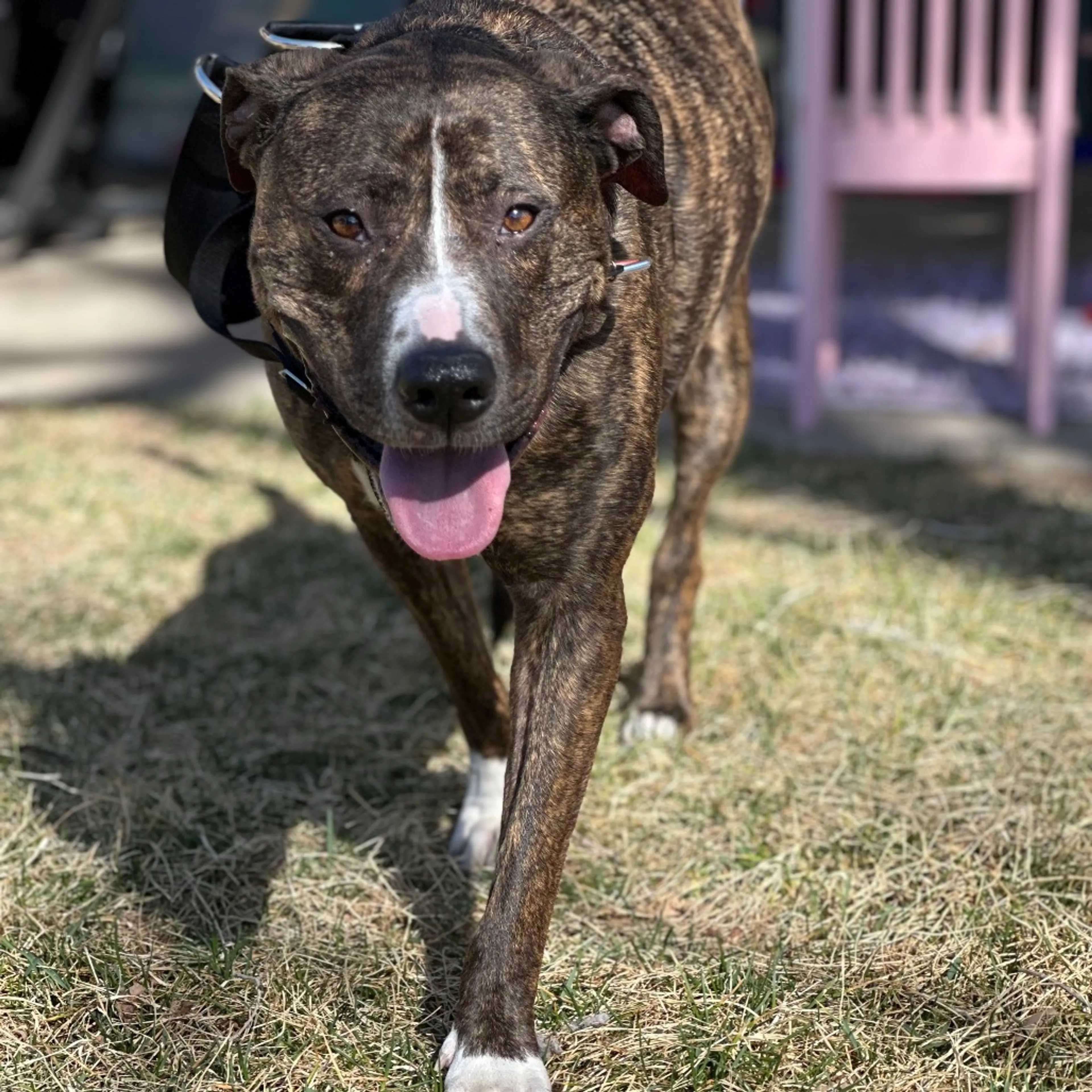 Found pet-19