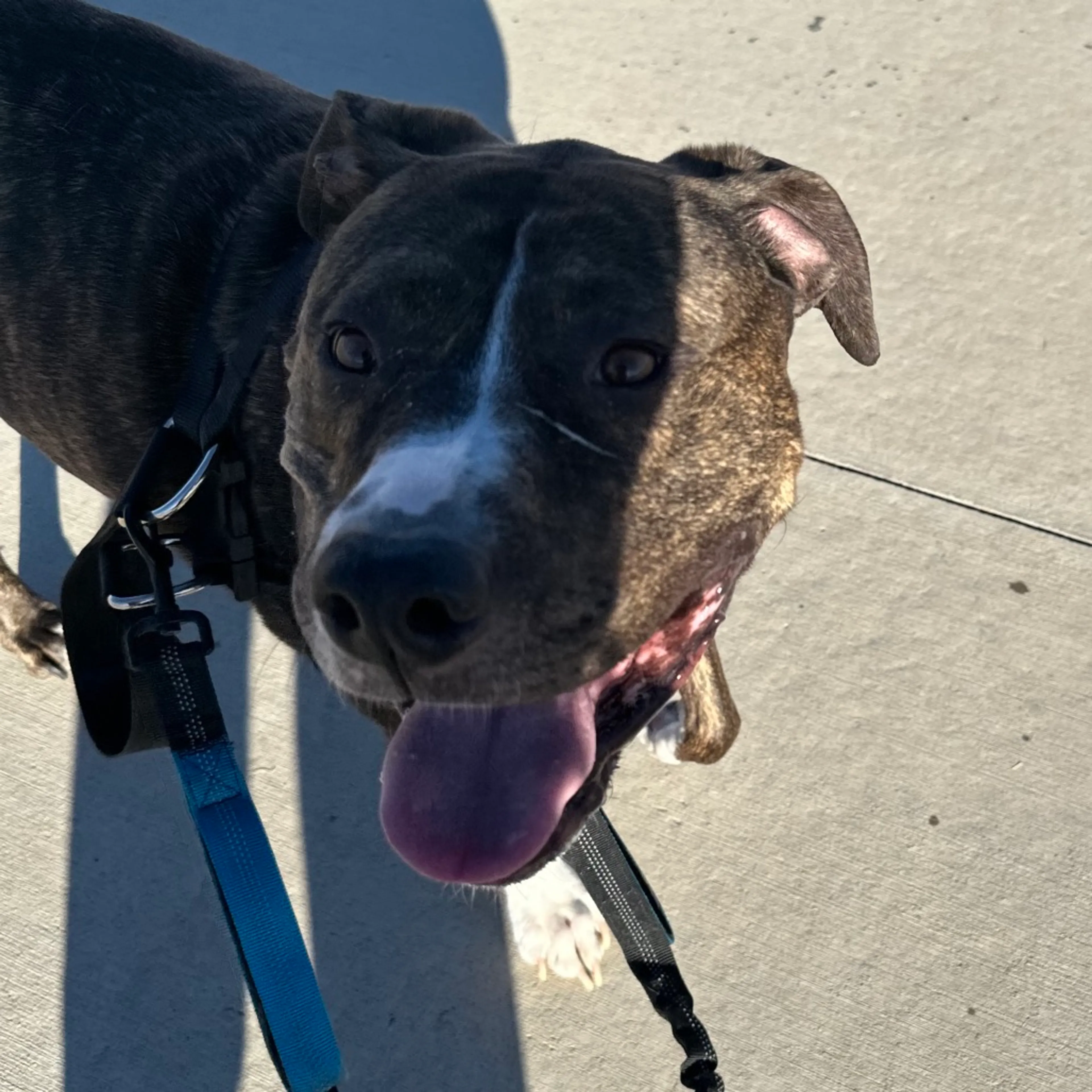 Found pet-16