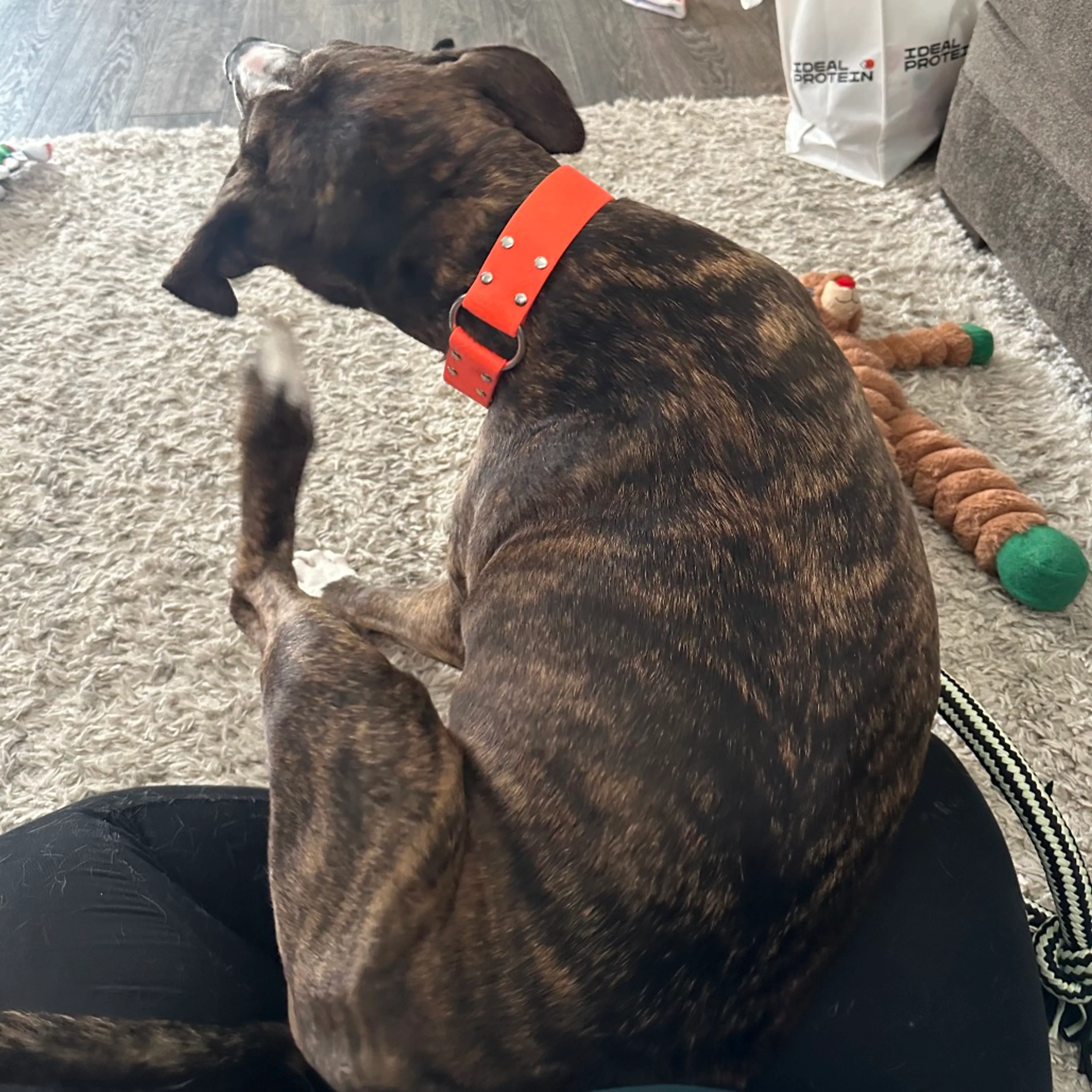 Found pet-17