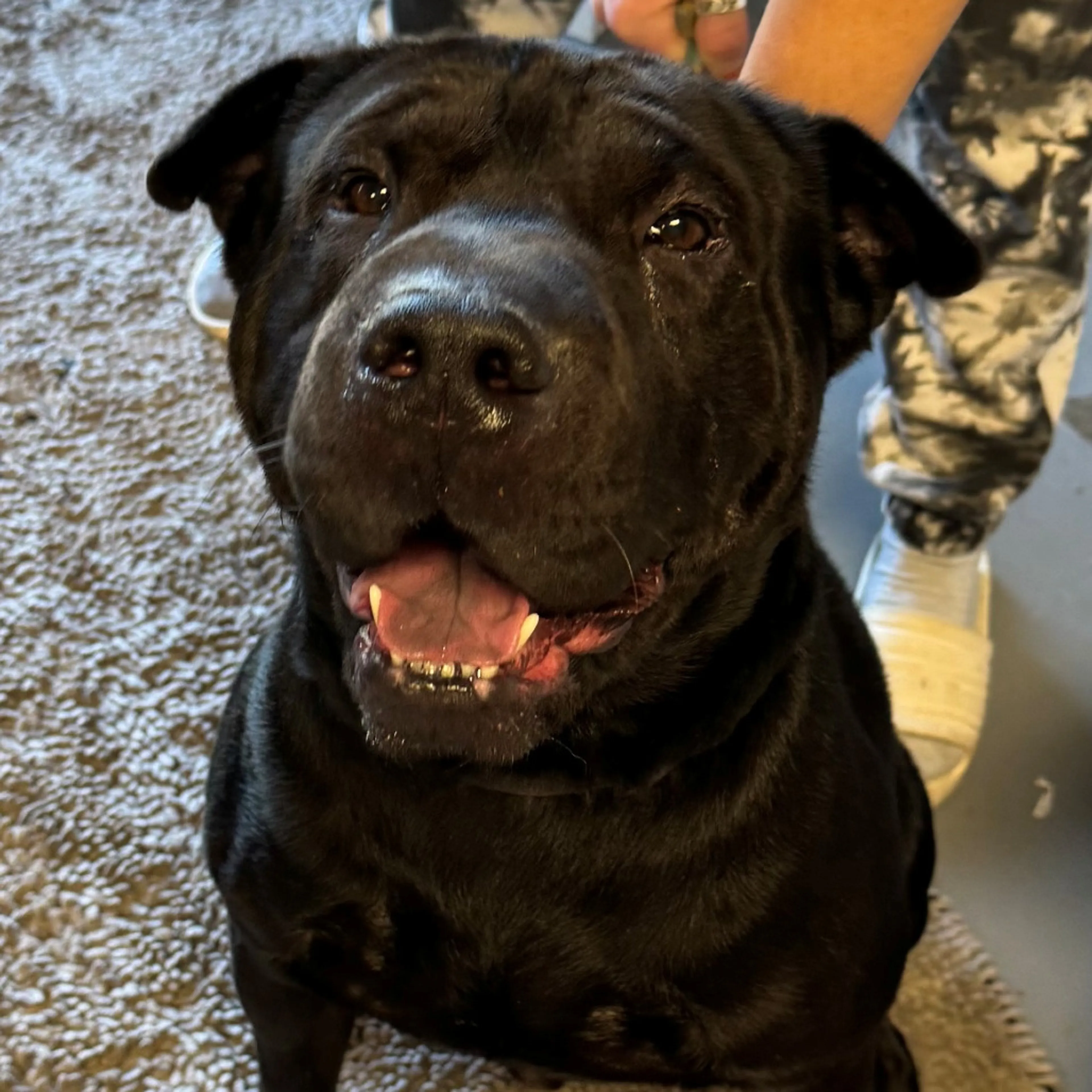 Found pet-1