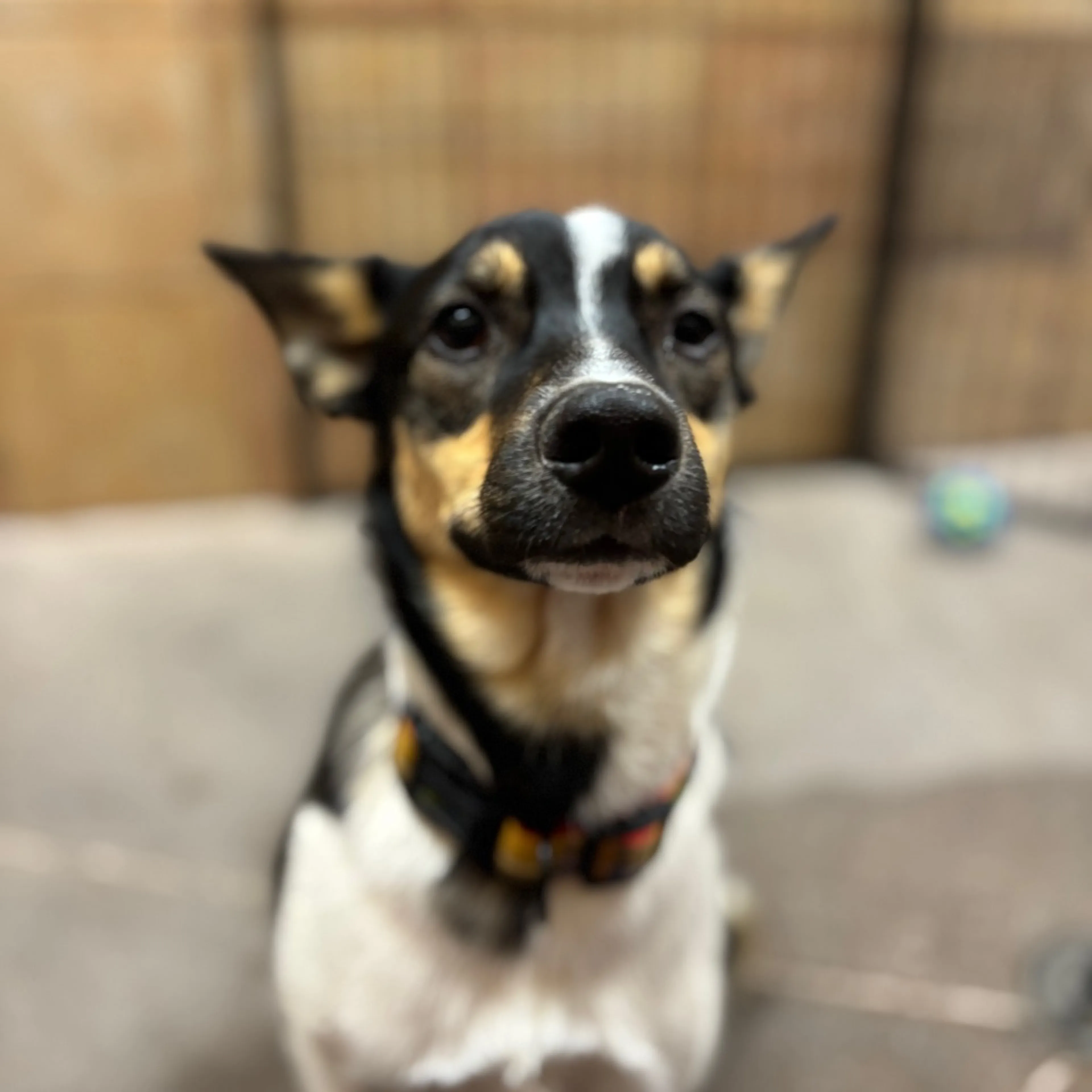 Found pet-5