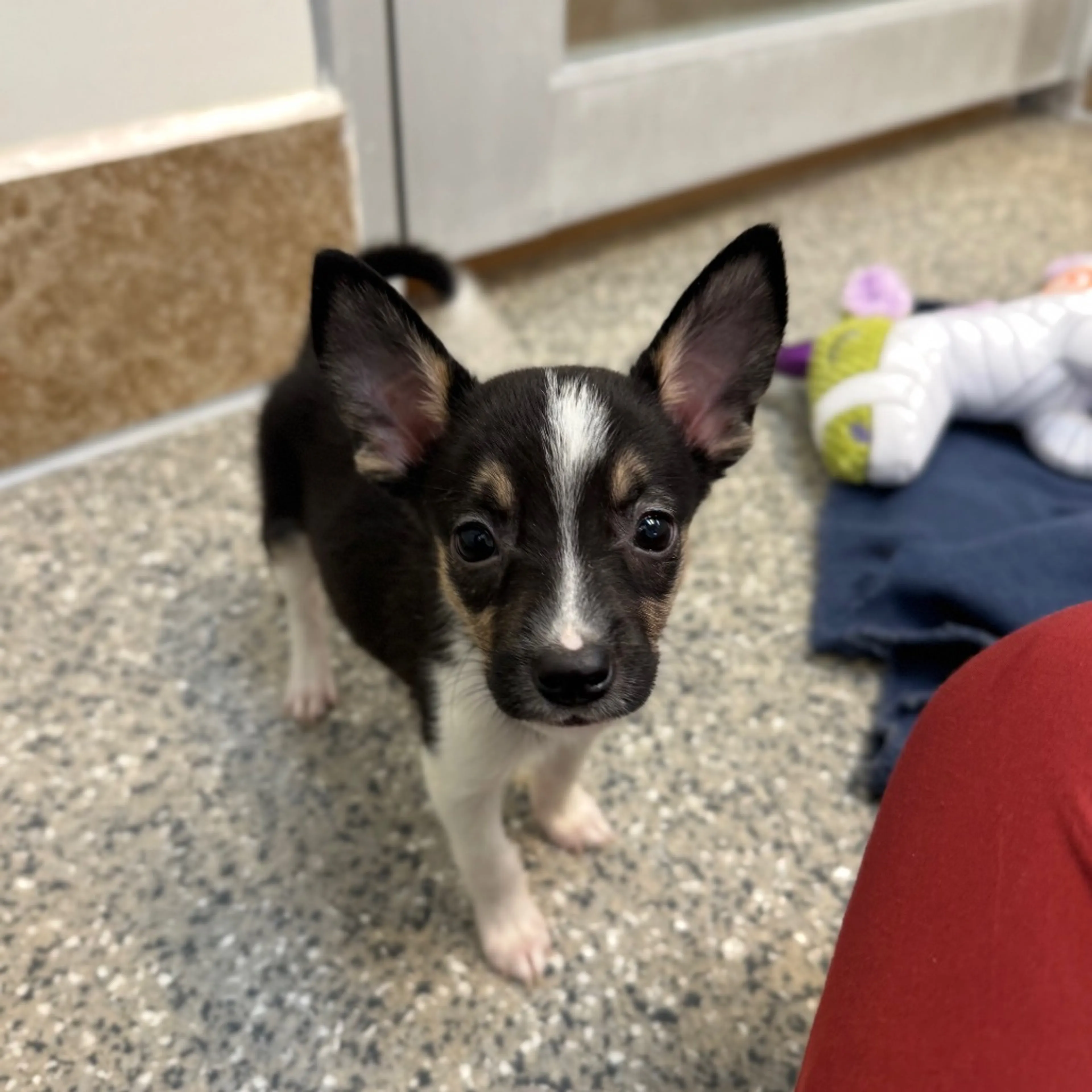 Found pet-3