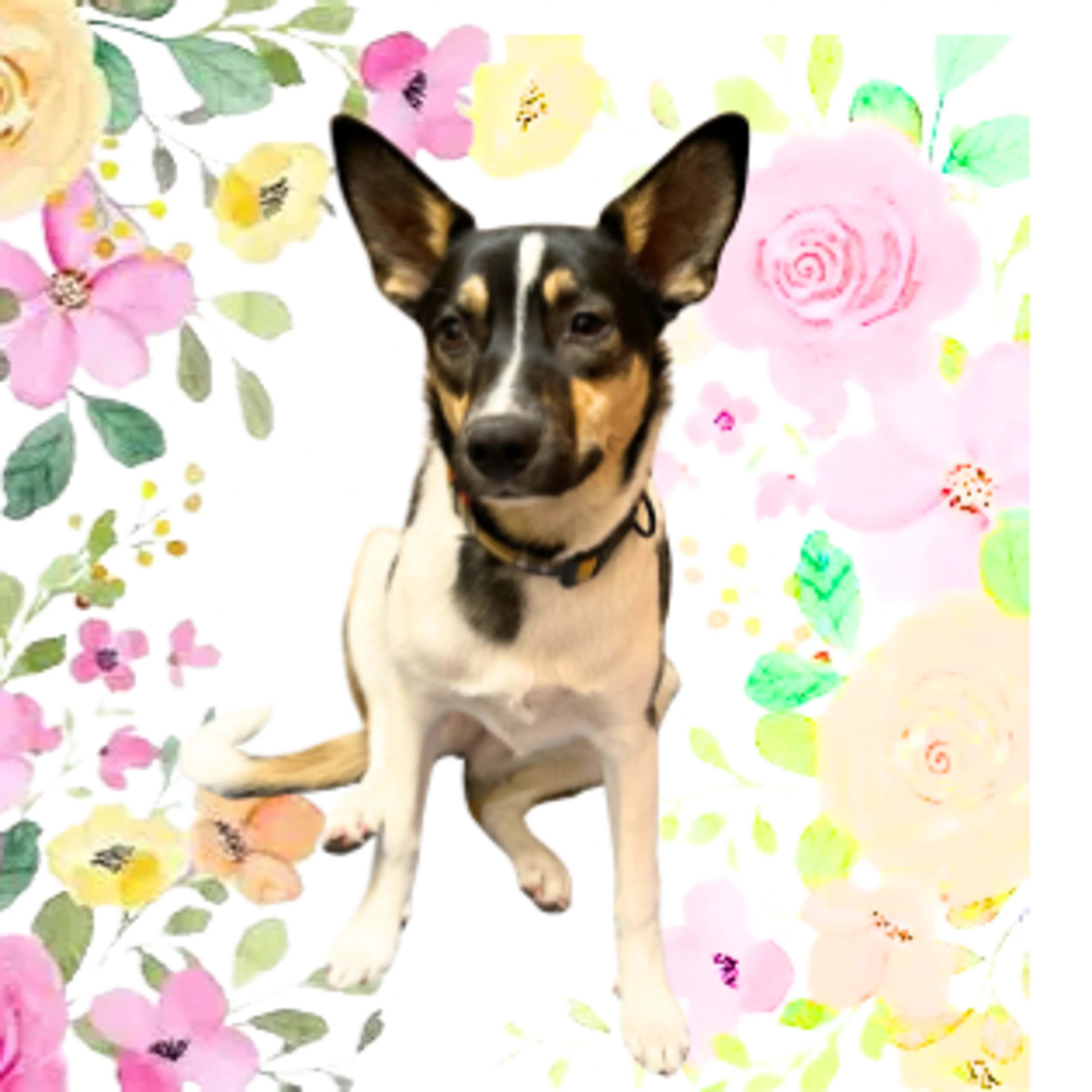 Found pet-7