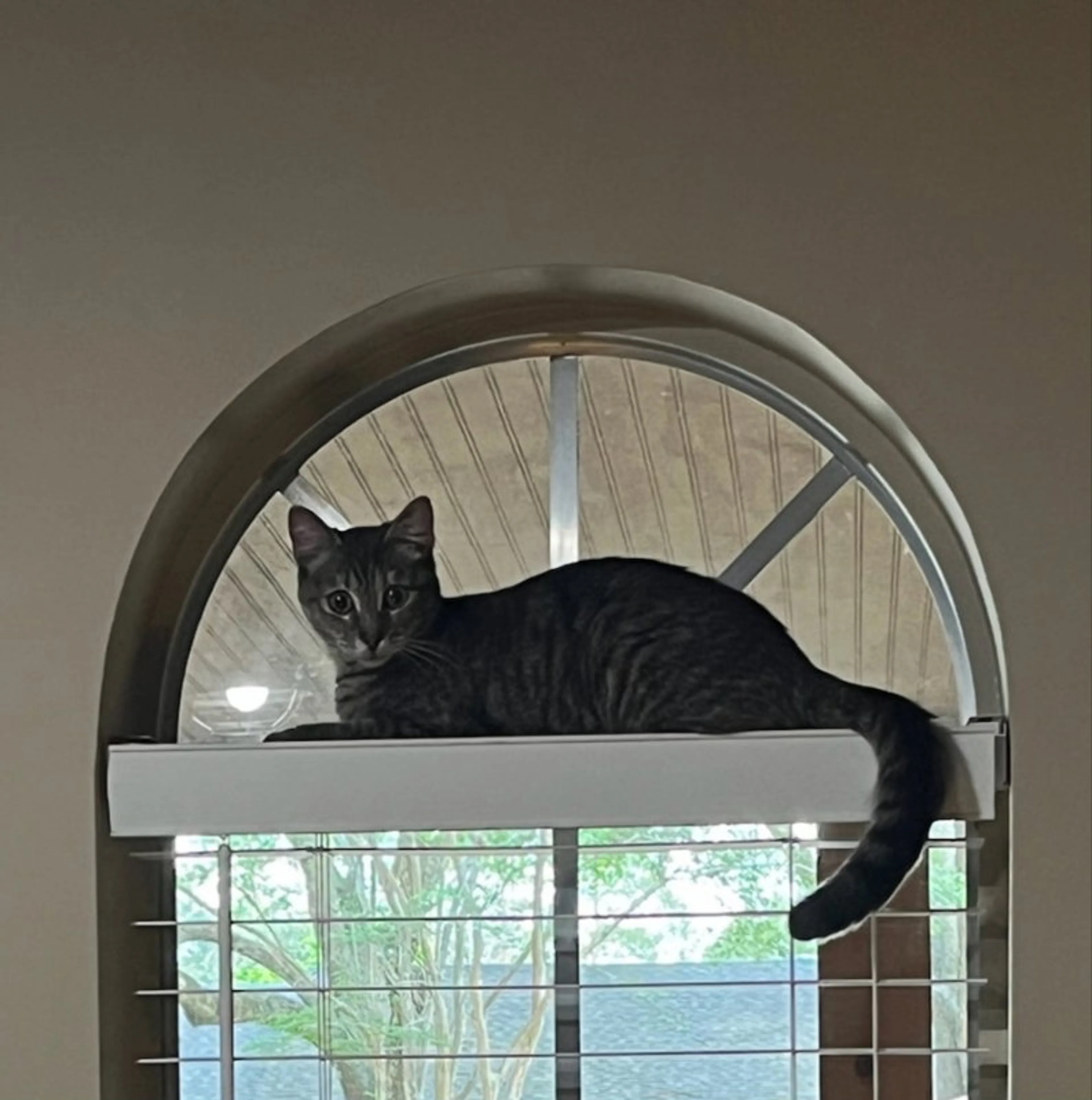 Found pet-0