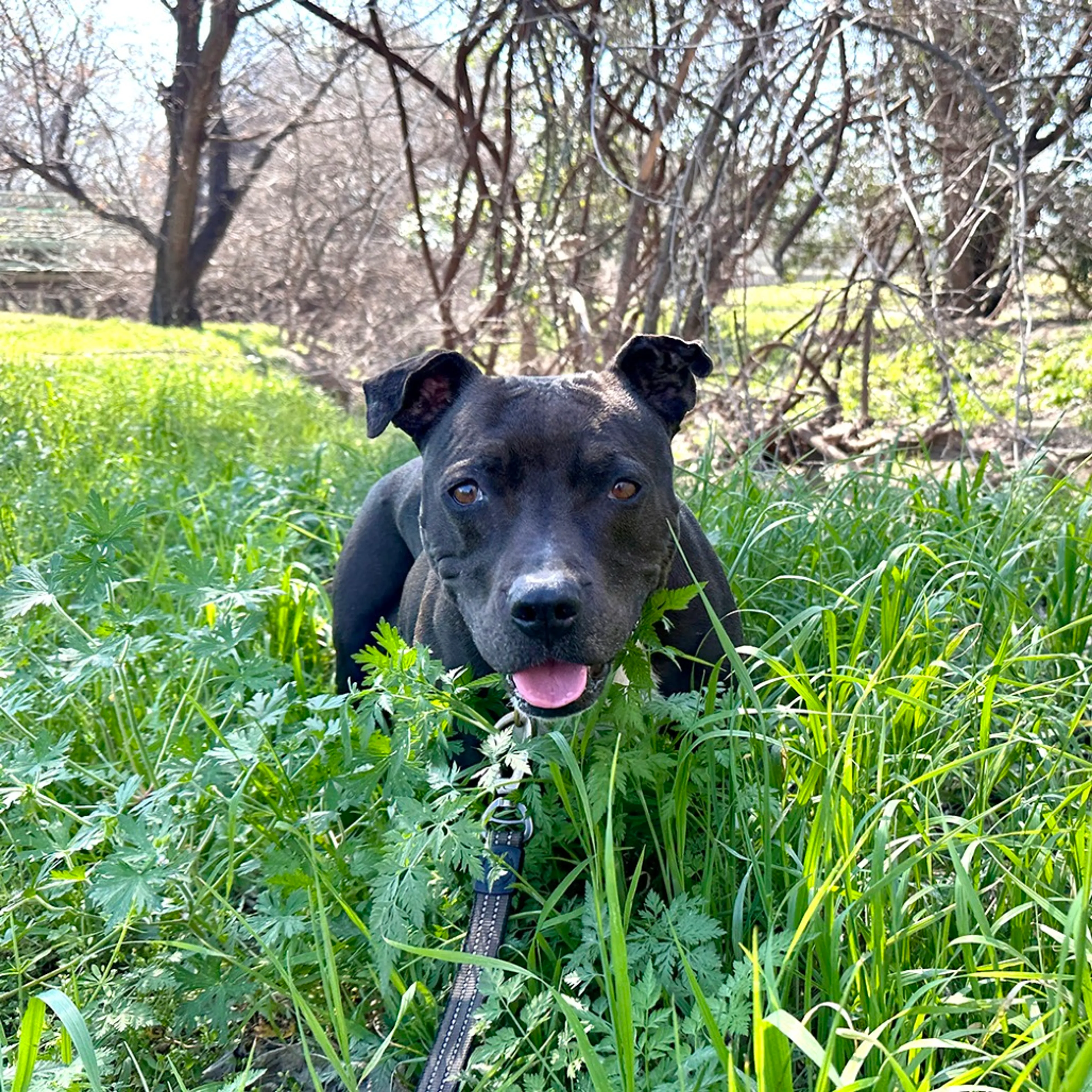 Found pet-11