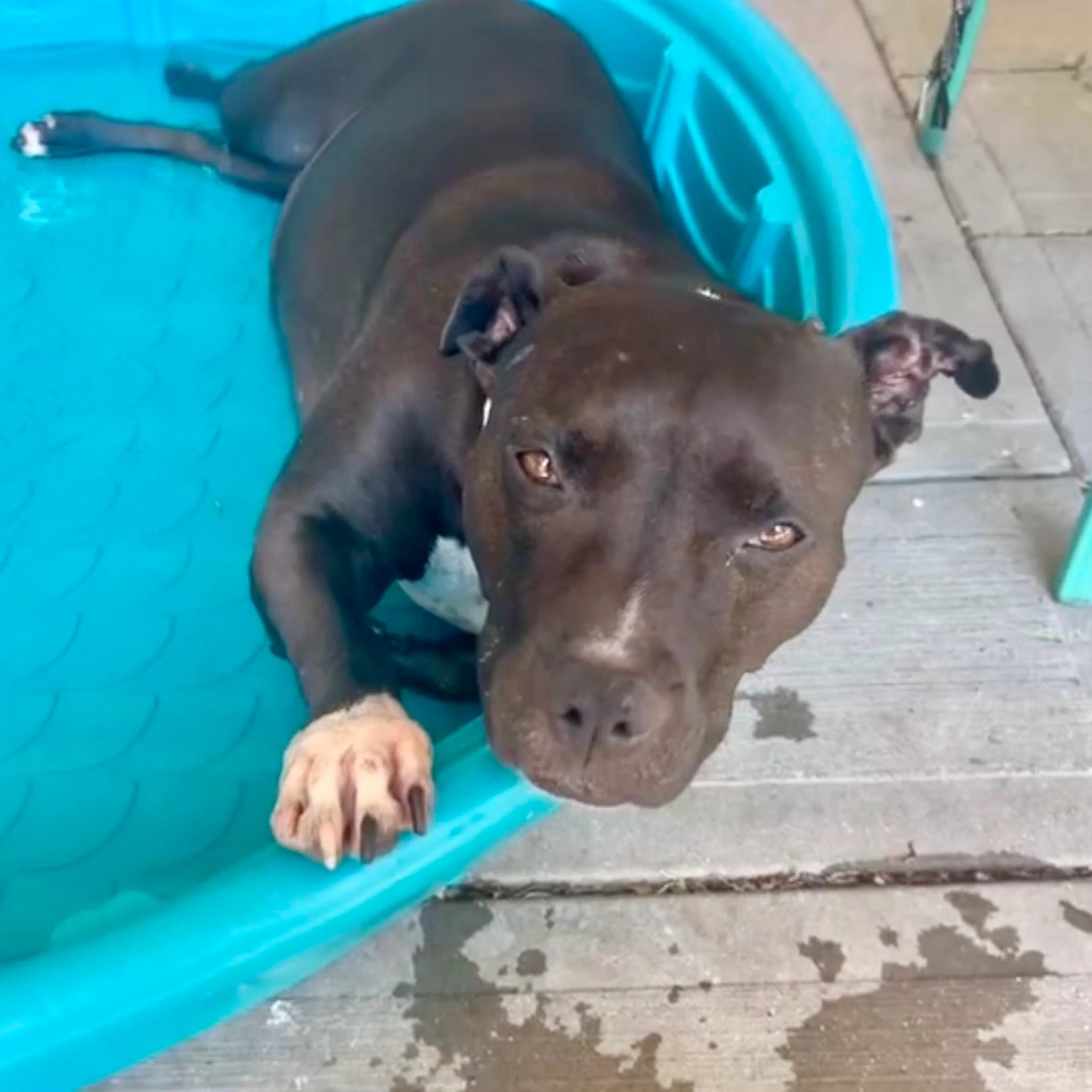 Found pet-9