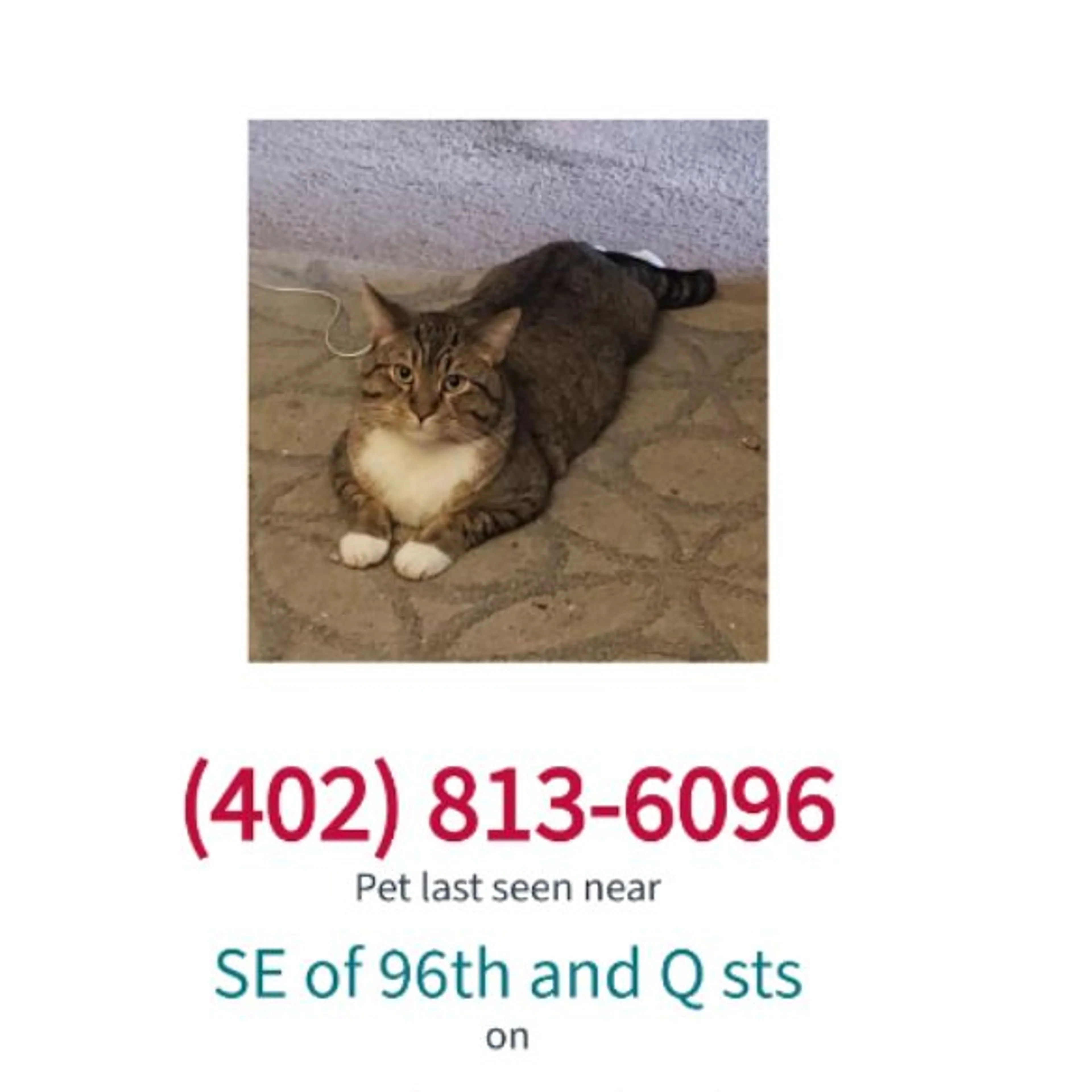 Lost pet-0