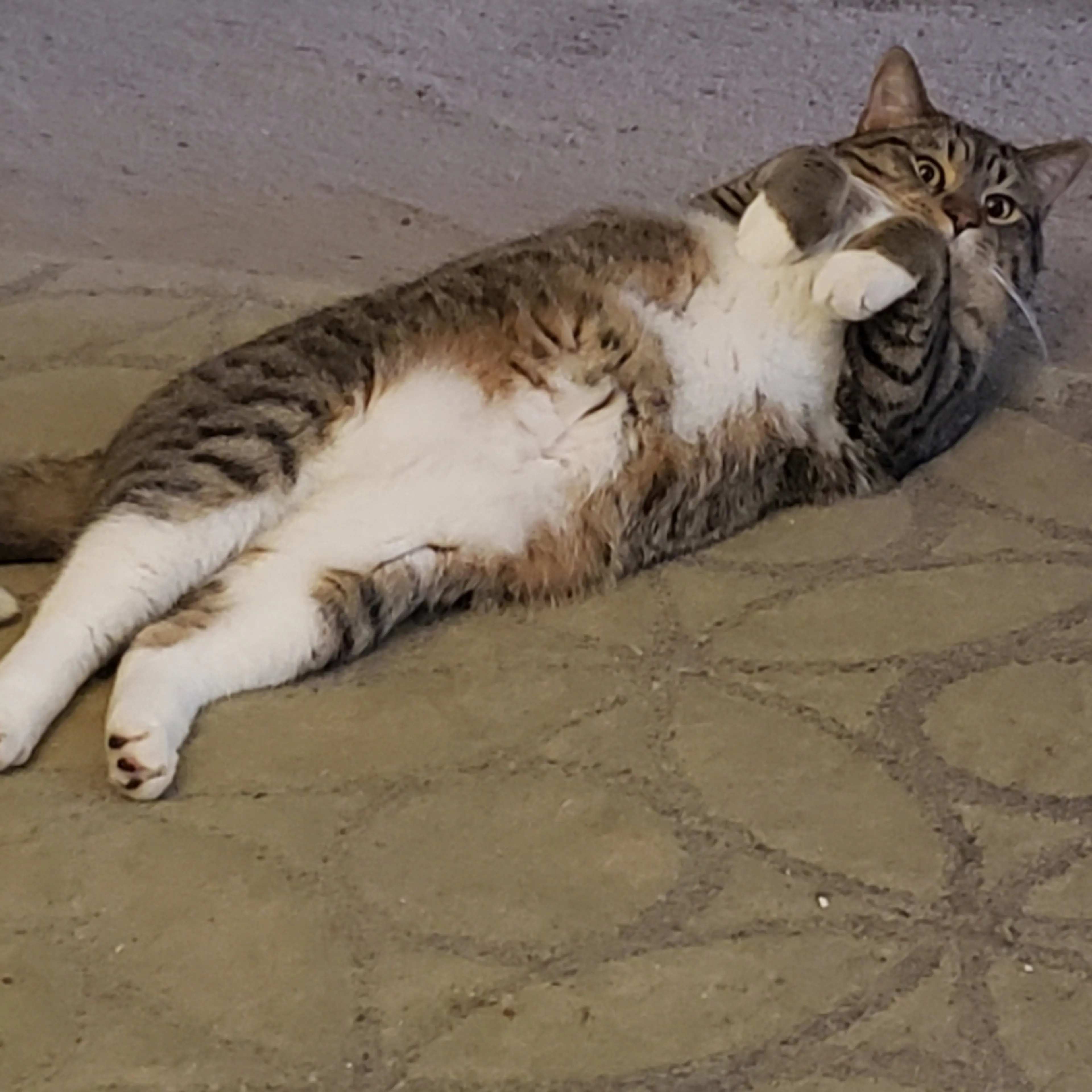 Lost pet-1