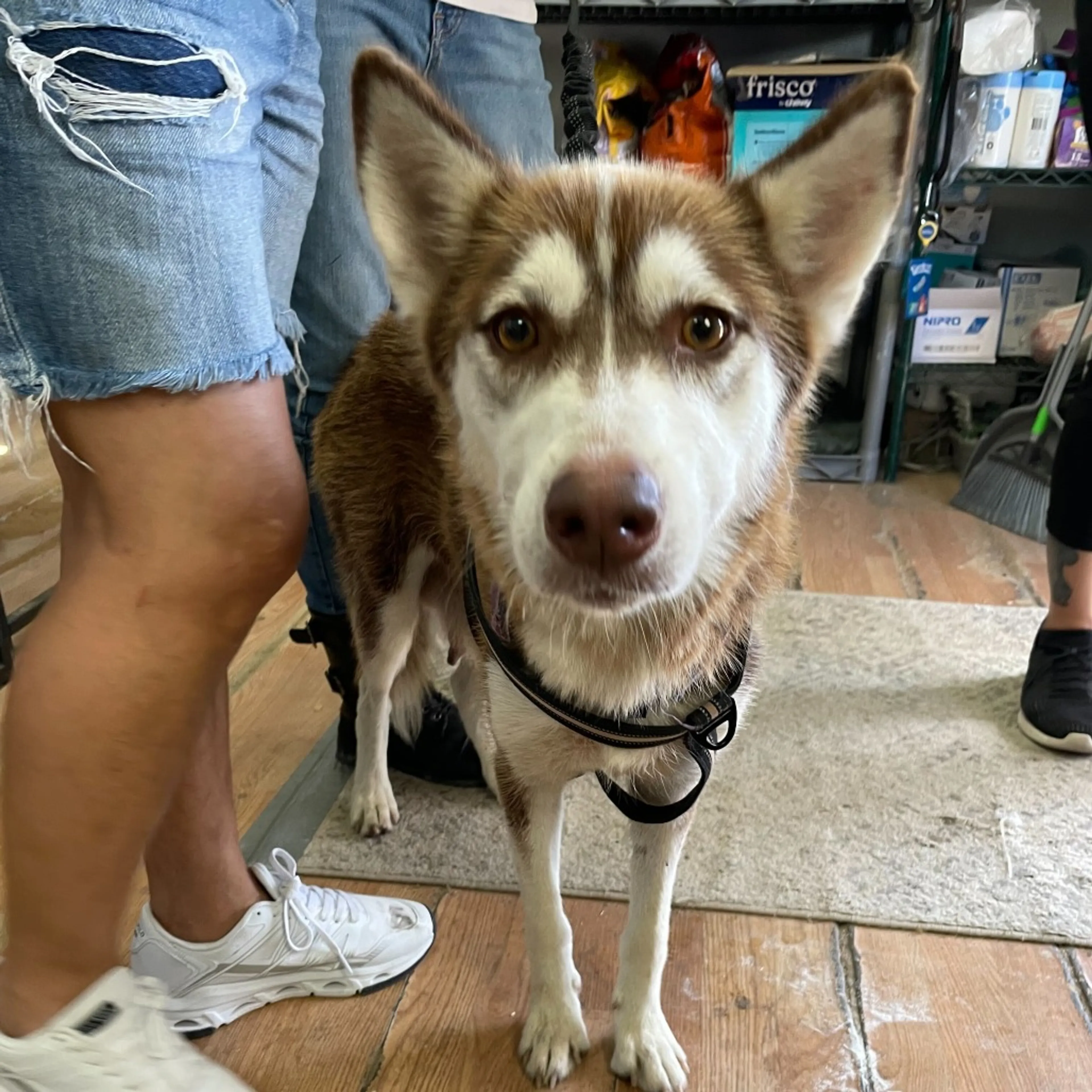 Found pet-1