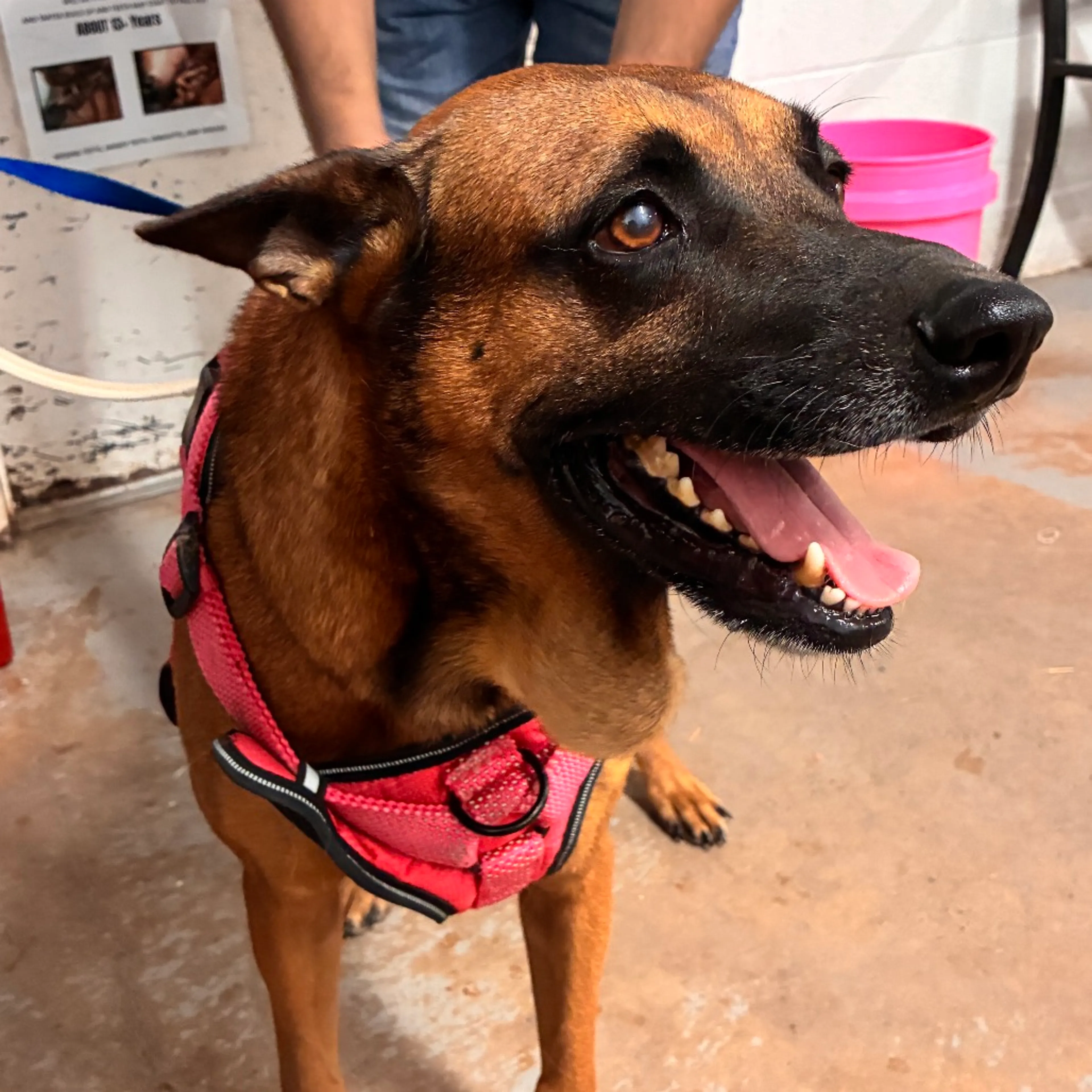 cdn image