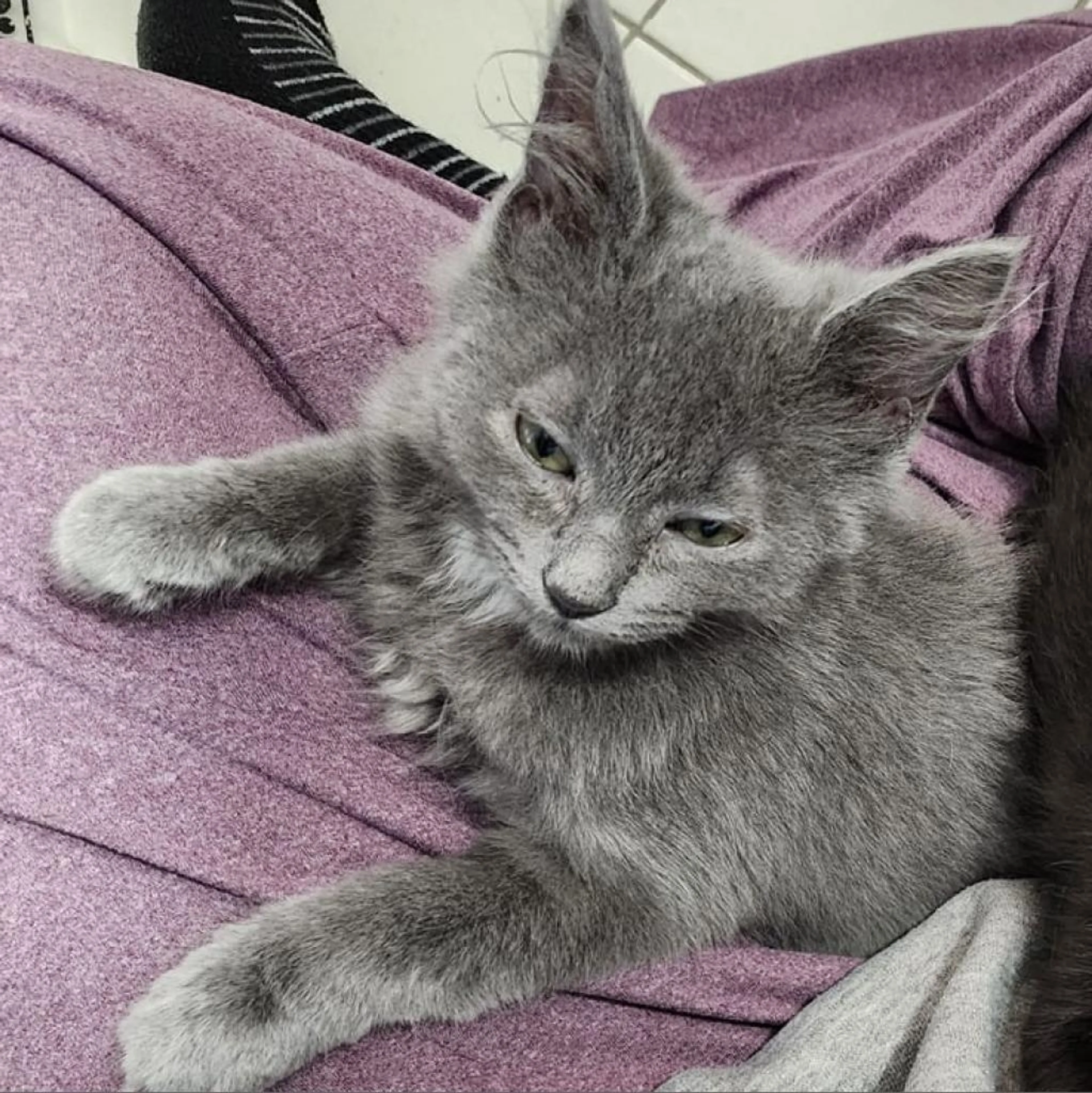 Found pet-1