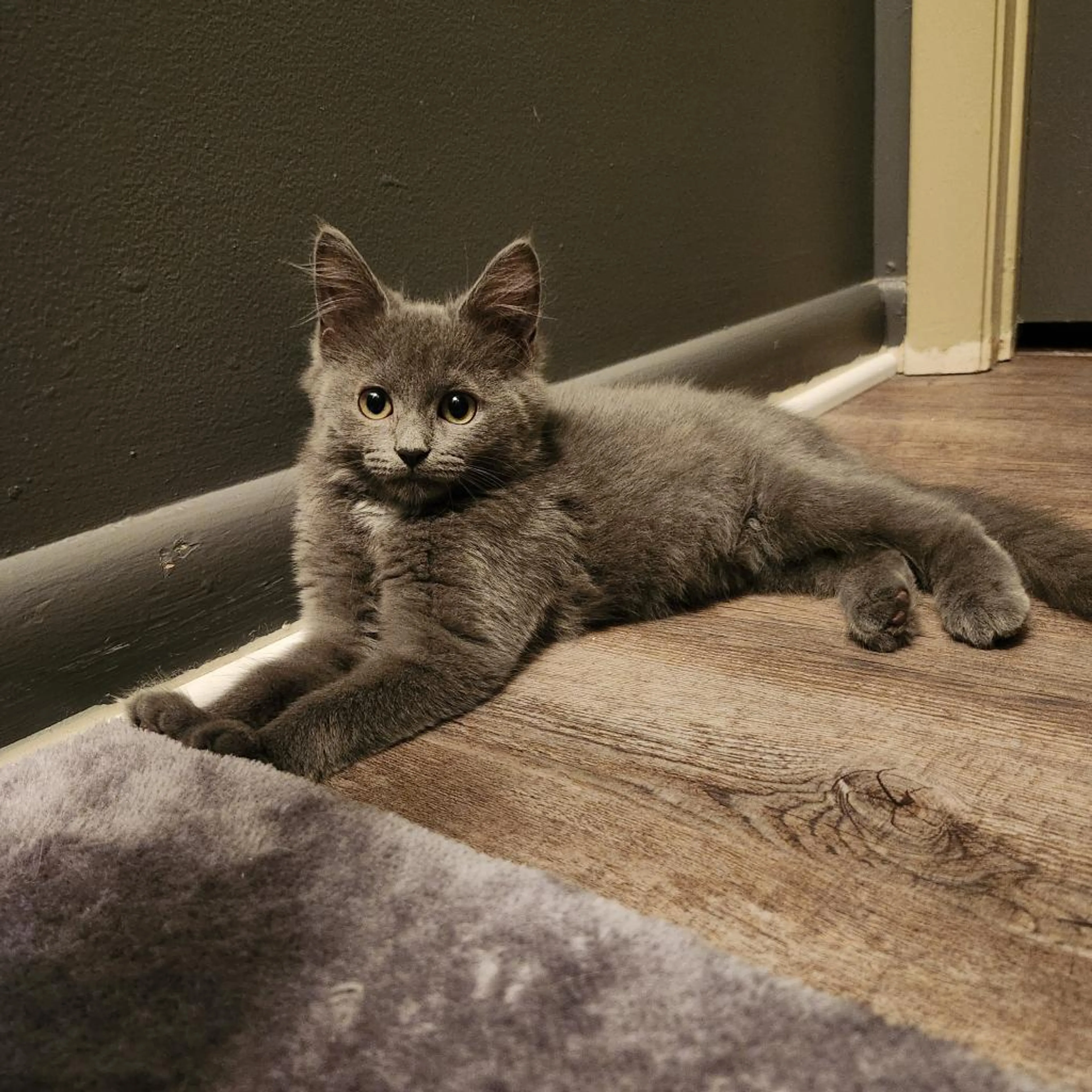Found pet-0